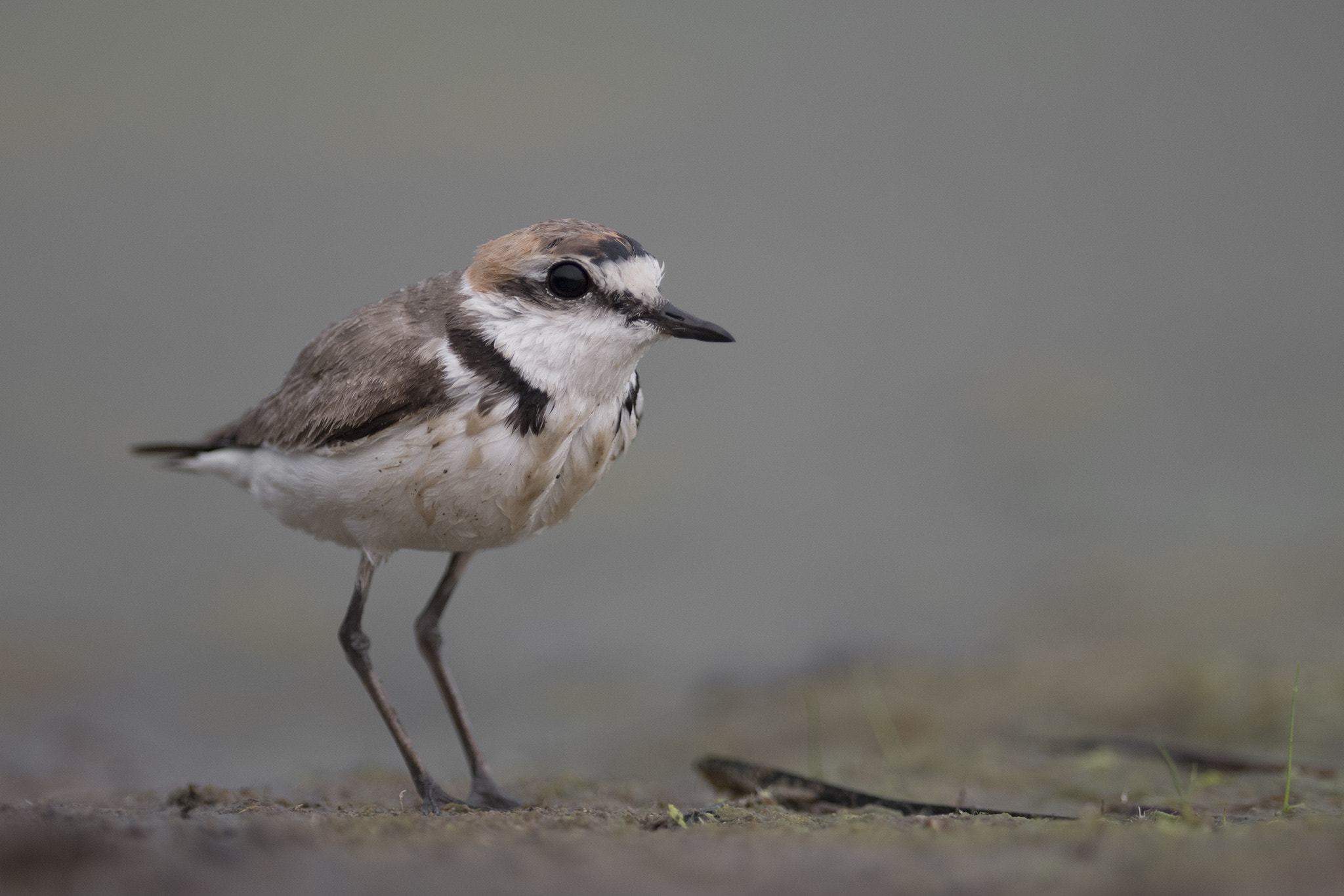 Nikon AF-S Nikkor 300mm F2.8G ED-IF VR sample photo. Kentish plover photography