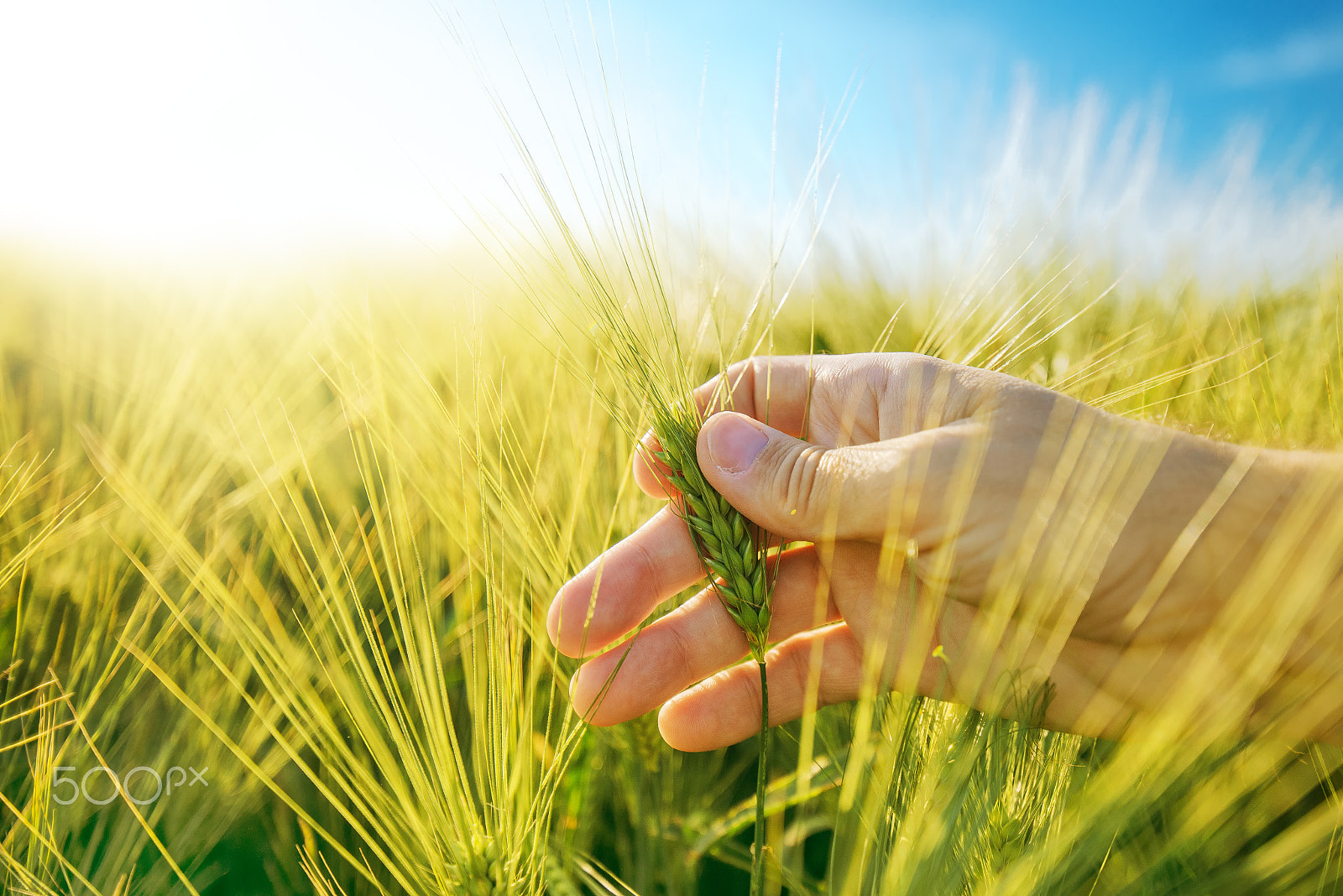 Tamron SP 15-30mm F2.8 Di VC USD sample photo. Farmer's hand in barley plantation field photography