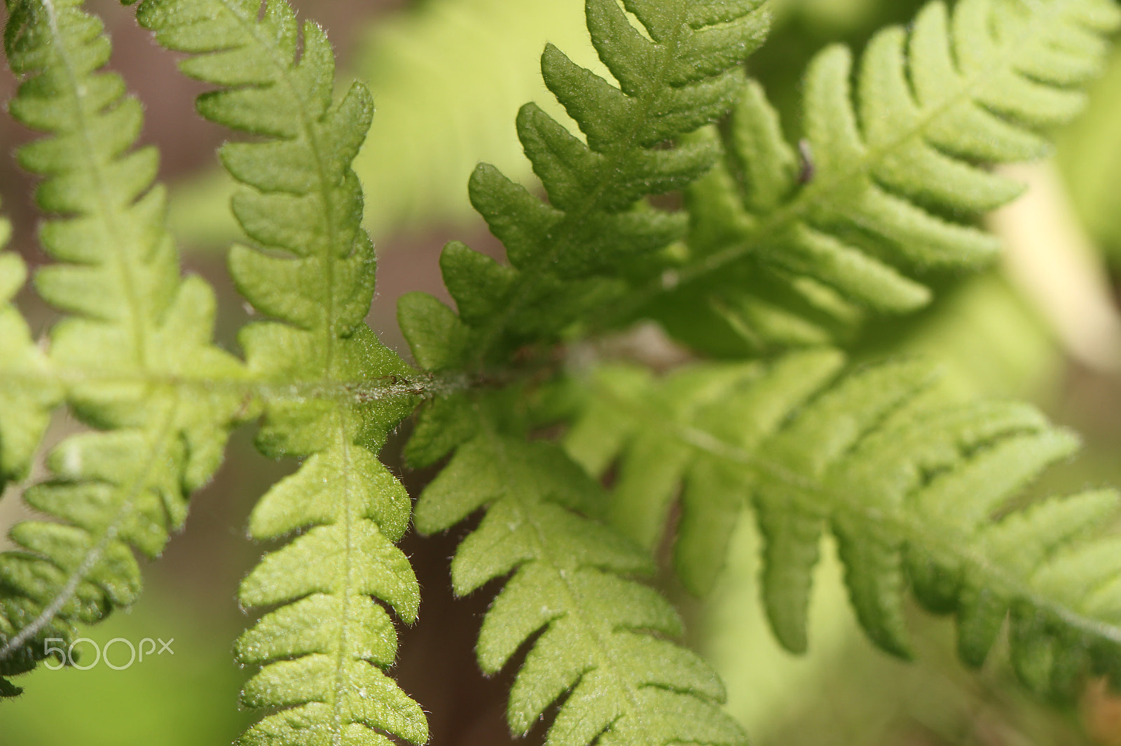 Canon EOS 100D (EOS Rebel SL1 / EOS Kiss X7) + Canon EF 100mm F2.8L Macro IS USM sample photo. Little fern photography