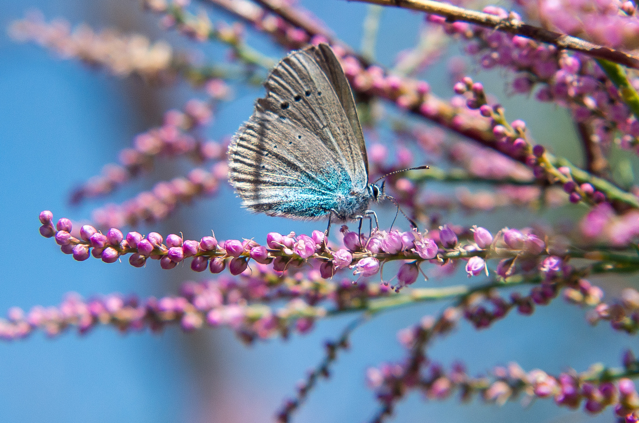 HD Pentax DA 55-300mm F4.0-5.8 ED WR sample photo. Short-tailed blue // papilio argiades photography
