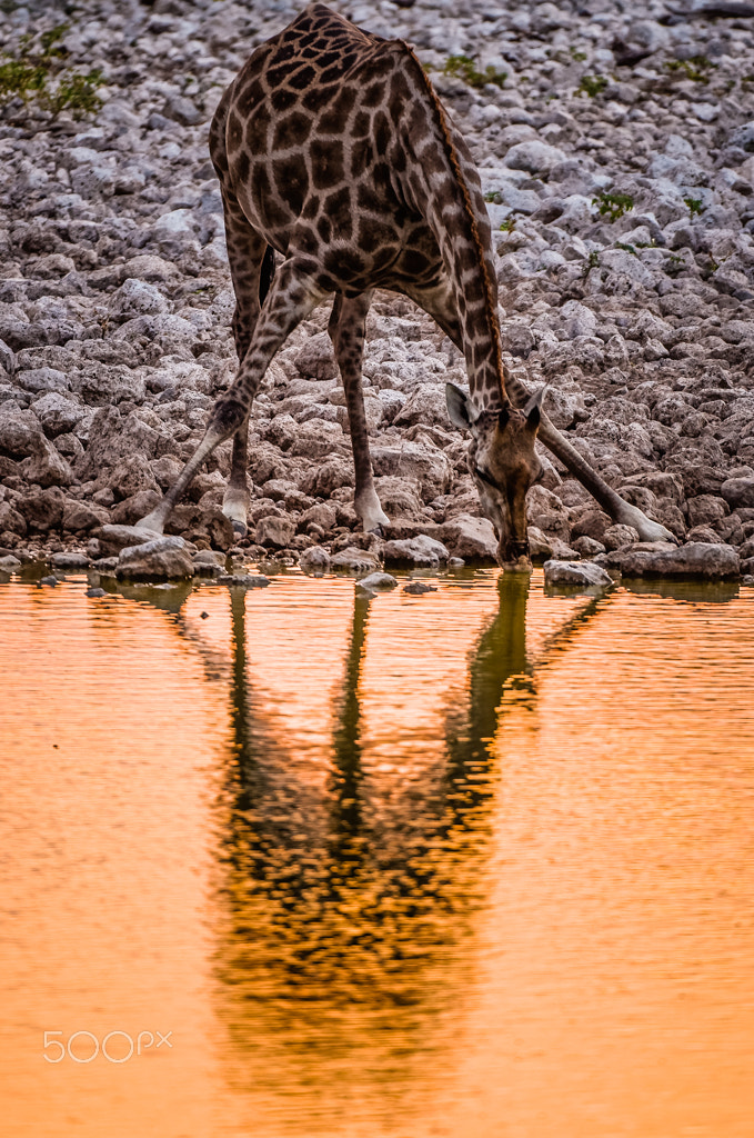 Nikon AF-S Nikkor 200-400mm F4G ED-IF VR sample photo. Okaukuejo giraffe photography
