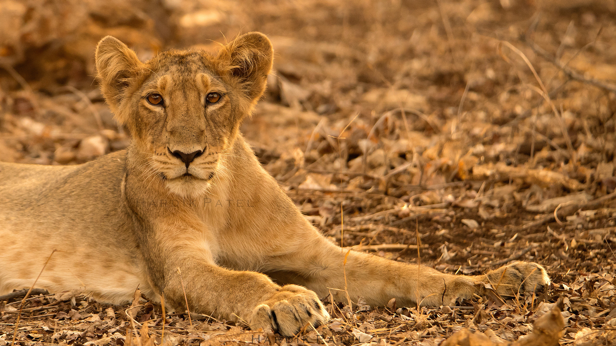 Nikon D5 sample photo. Asiatic lion cub.. photography