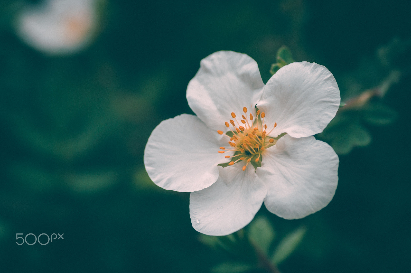 Pentax K20D + Pentax smc D-FA 100mm F2.8 macro sample photo. White flower photography