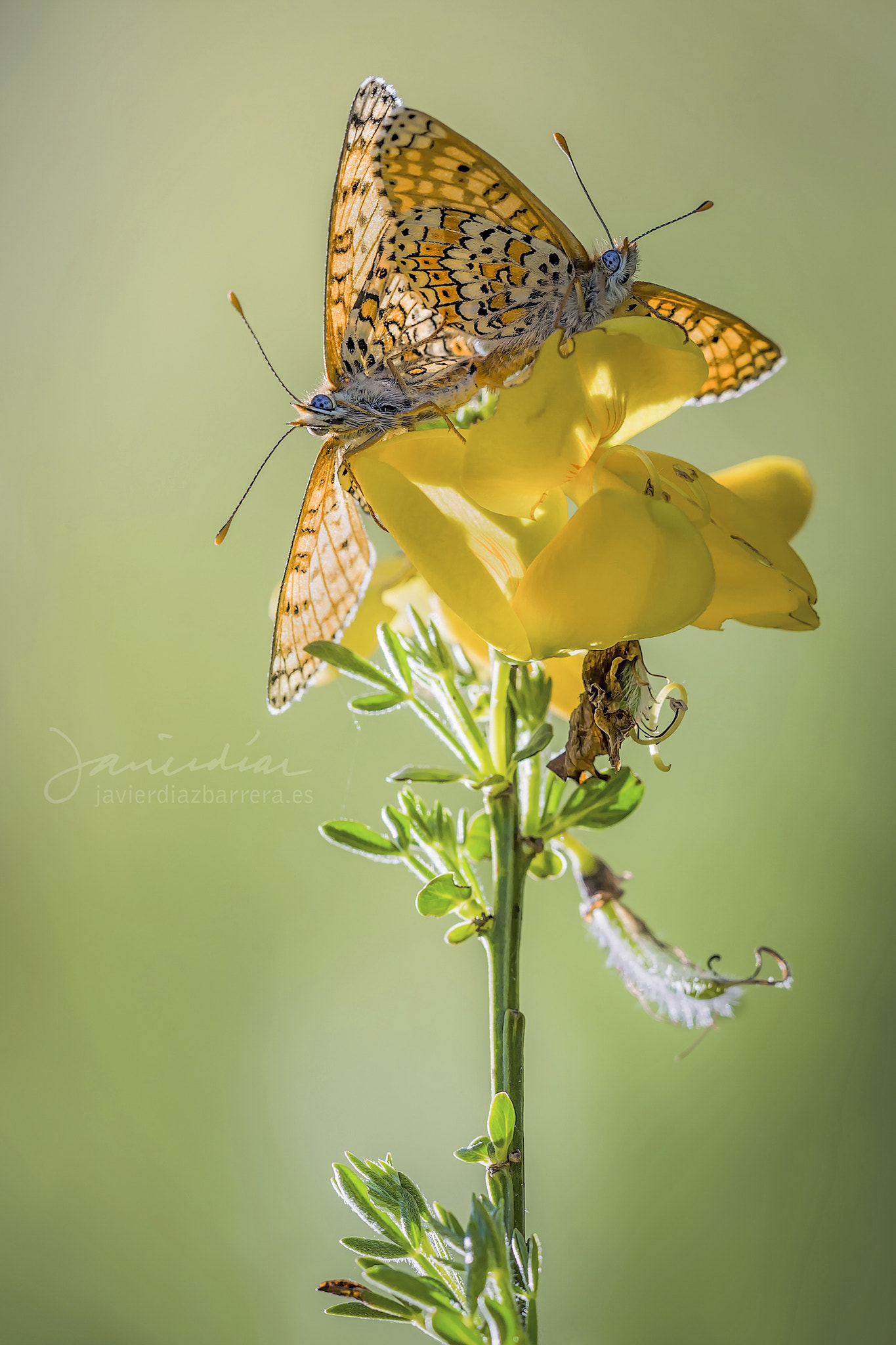 Sony a99 II + Minolta AF 100mm F2.8 Macro [New] sample photo. Melitaea cinxia copula photography