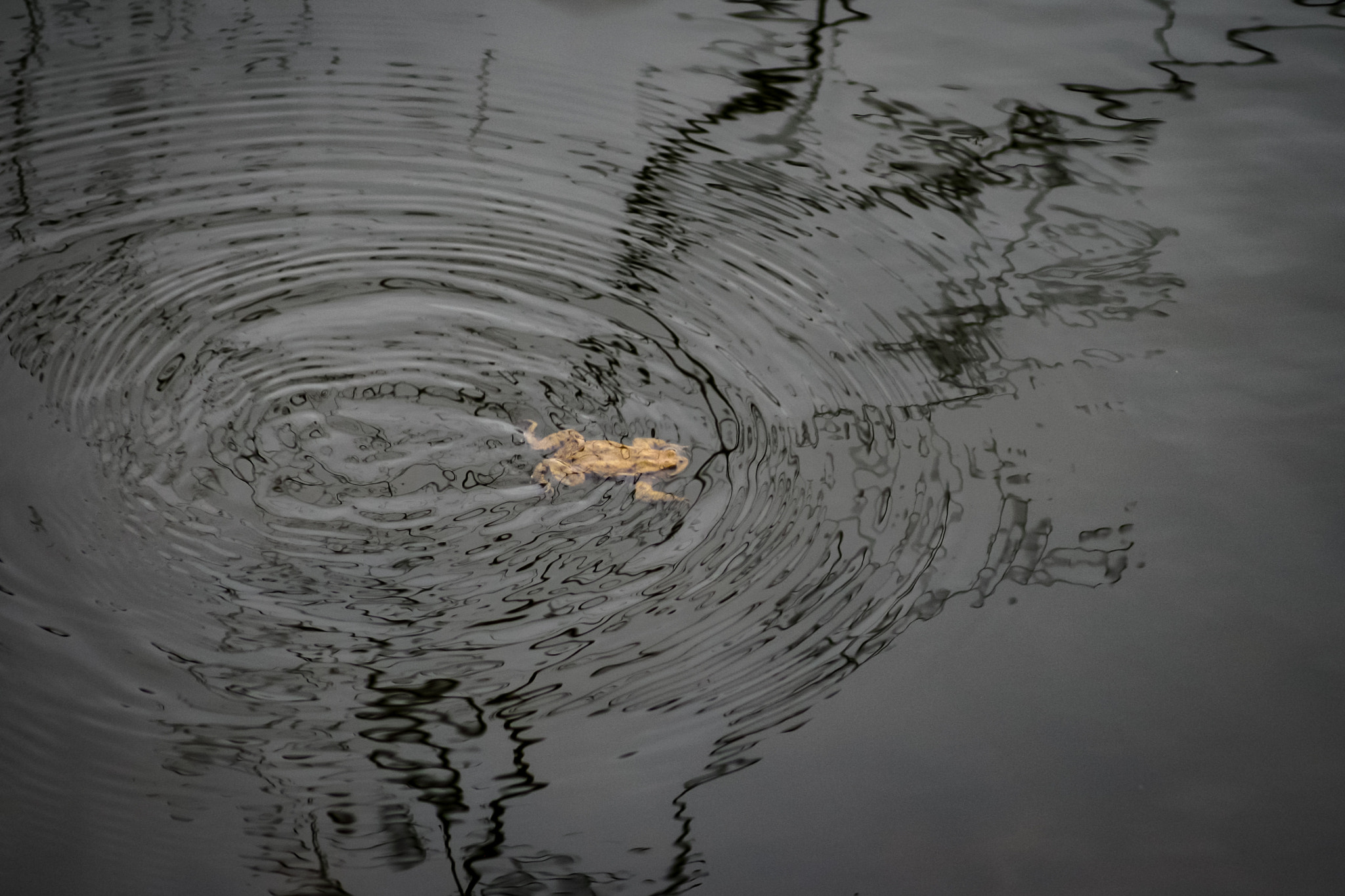 Canon EF 55-200mm F4.5-5.6 II USM sample photo. I draw ripples for you! photography