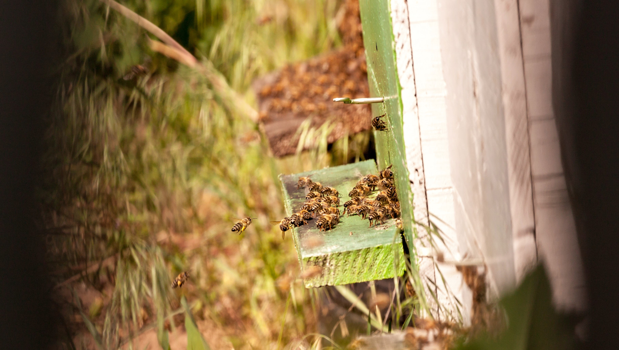 Canon EOS 500D (EOS Rebel T1i / EOS Kiss X3) + Canon EF 70-200mm F4L USM sample photo. Bees at work photography