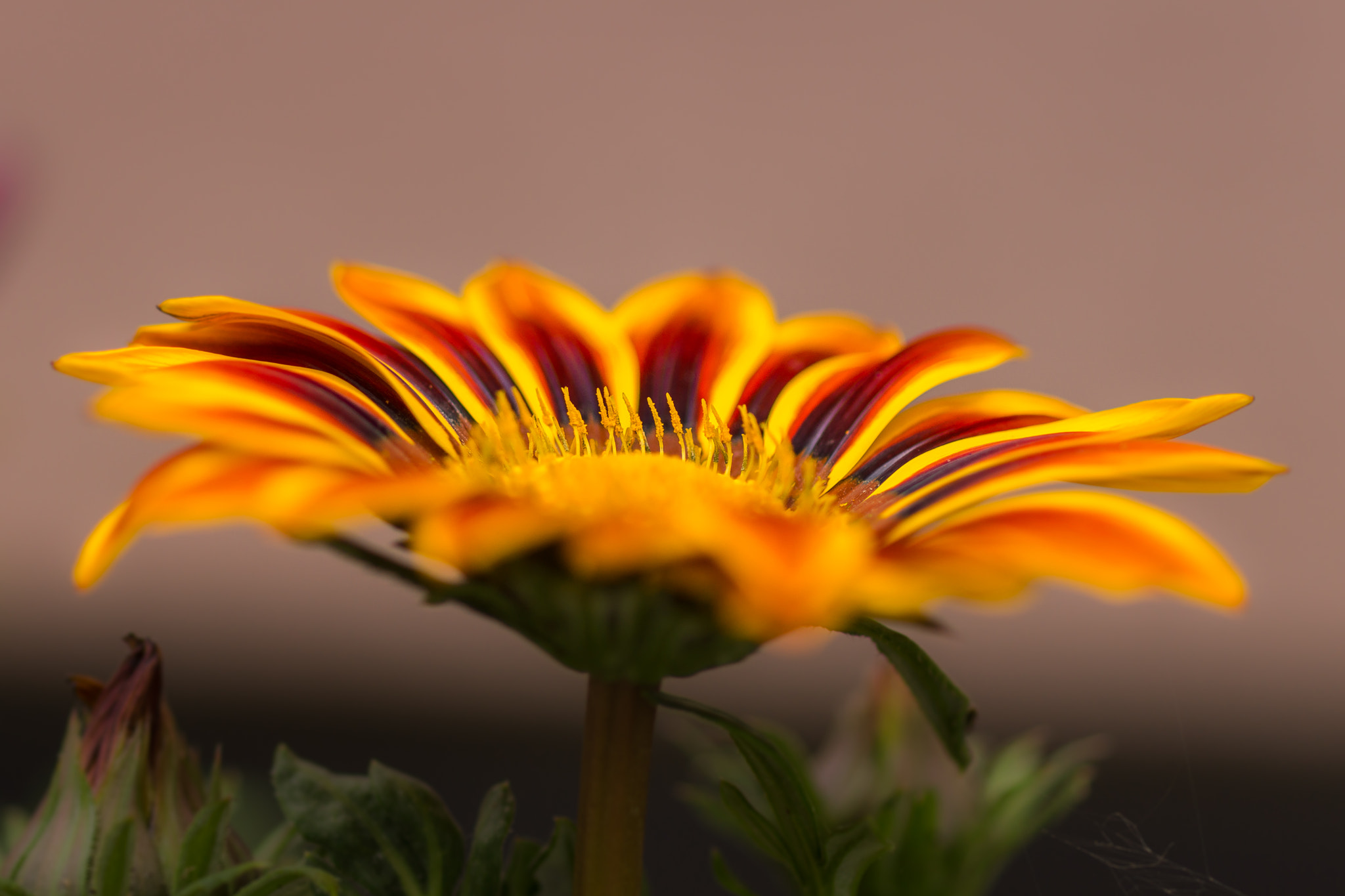 Sony SLT-A77 + Sony 100mm F2.8 Macro sample photo. Side view. photography