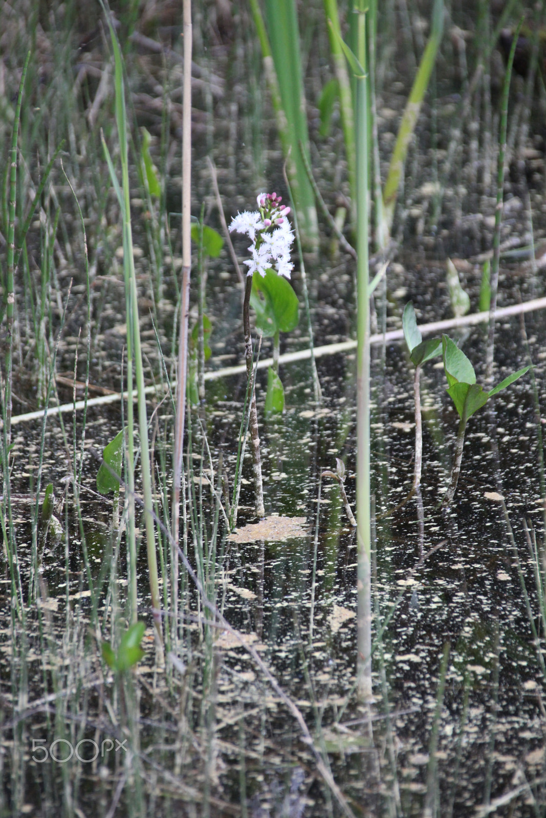 Canon EF 75-300mm F4.0-5.6 IS USM sample photo. Flower on the lake photography