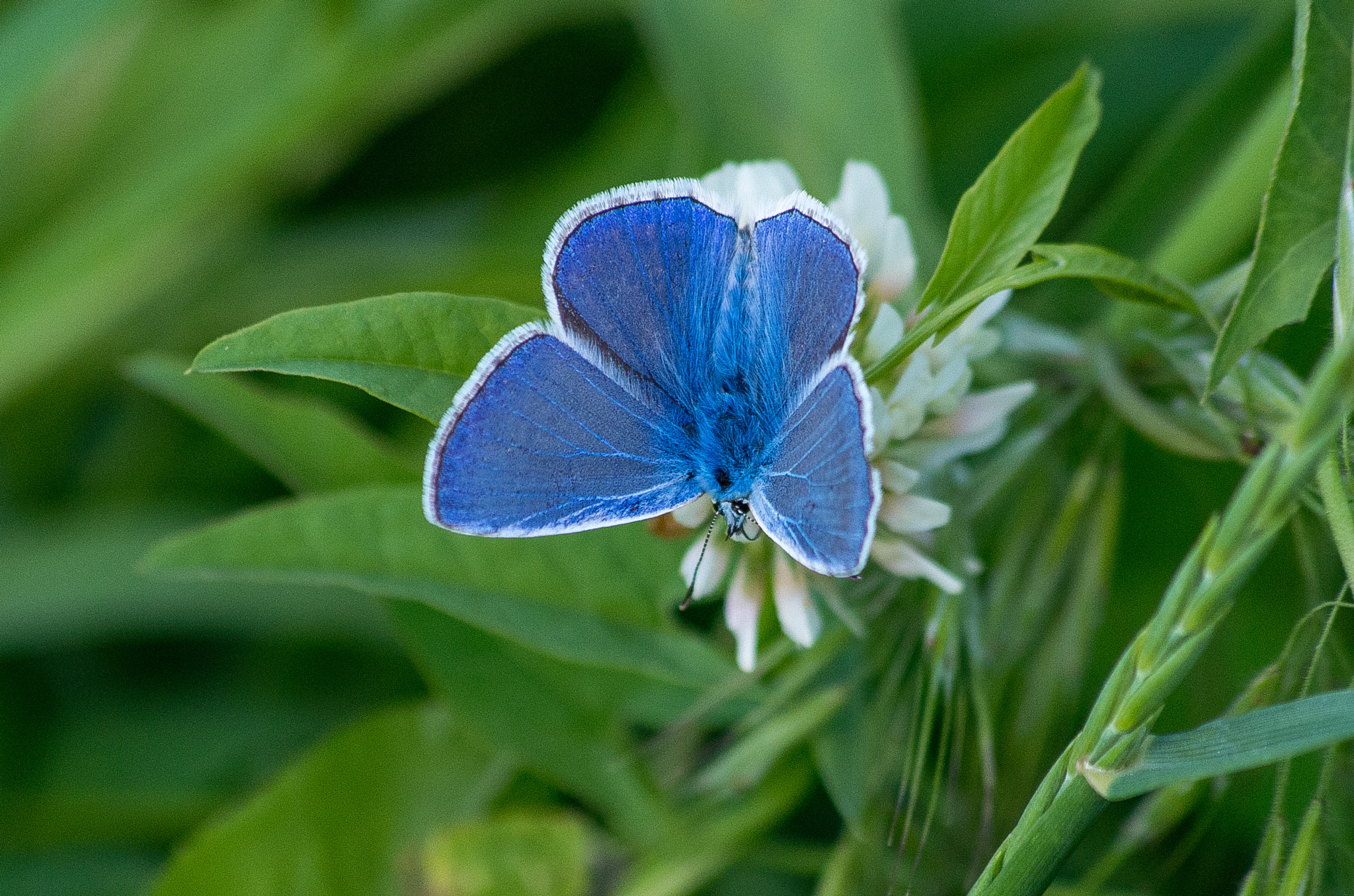 HD Pentax DA 55-300mm F4.0-5.8 ED WR sample photo. Common blue // polyommatus icarus photography