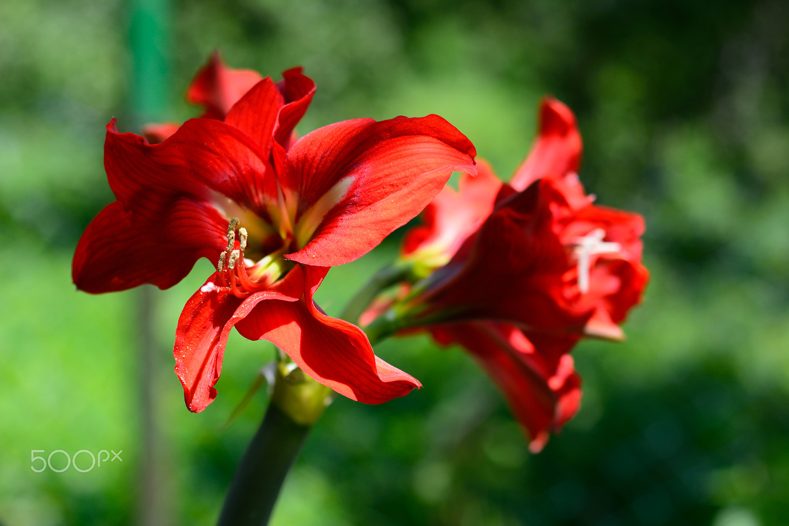 Nikon D7100 + AF Nikkor 50mm f/1.4 sample photo. My fifties, face to face with this beauty :) photography