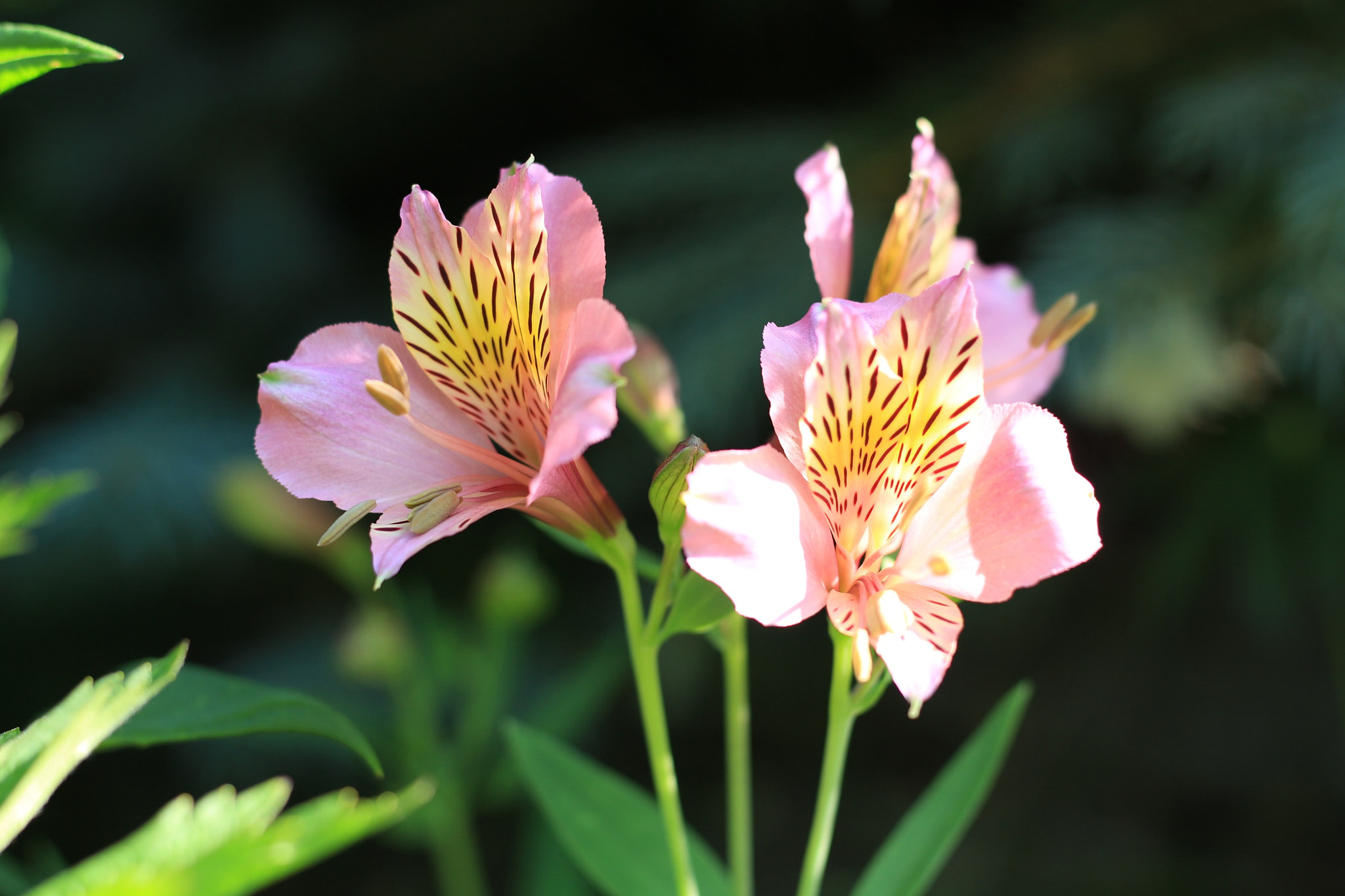 Canon EOS M + Canon EF 50mm F1.8 STM sample photo. Flowers photography