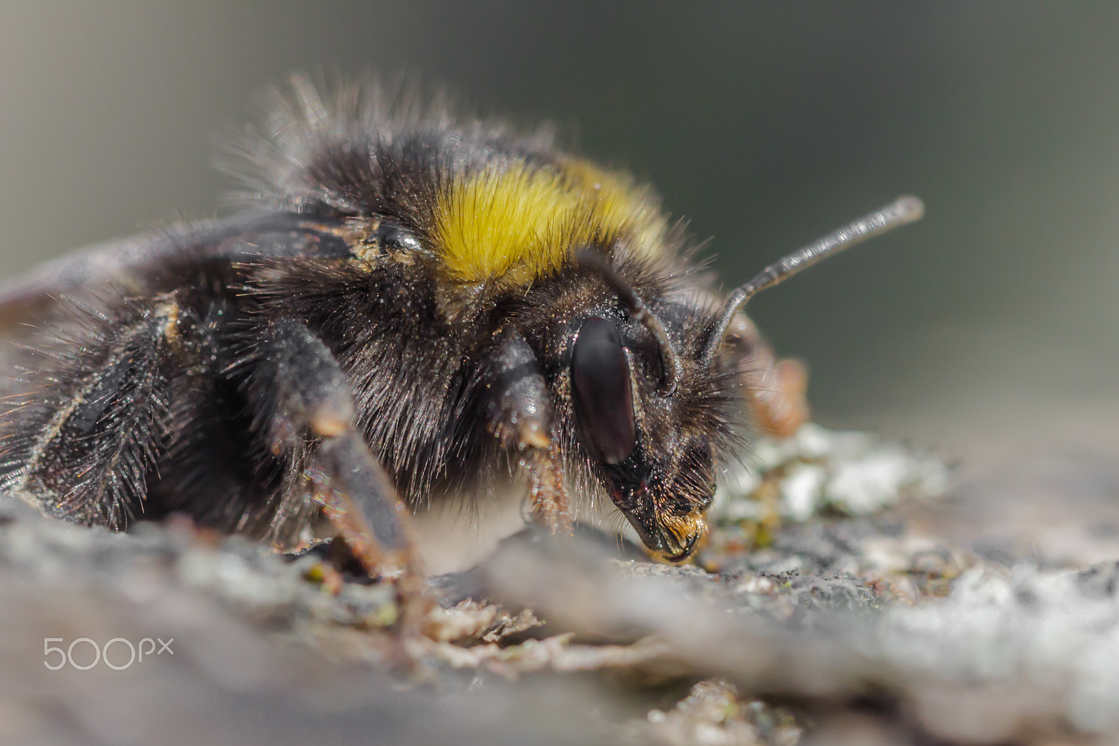 Canon EF 180mm F3.5L Macro USM sample photo. Bumblebee photography