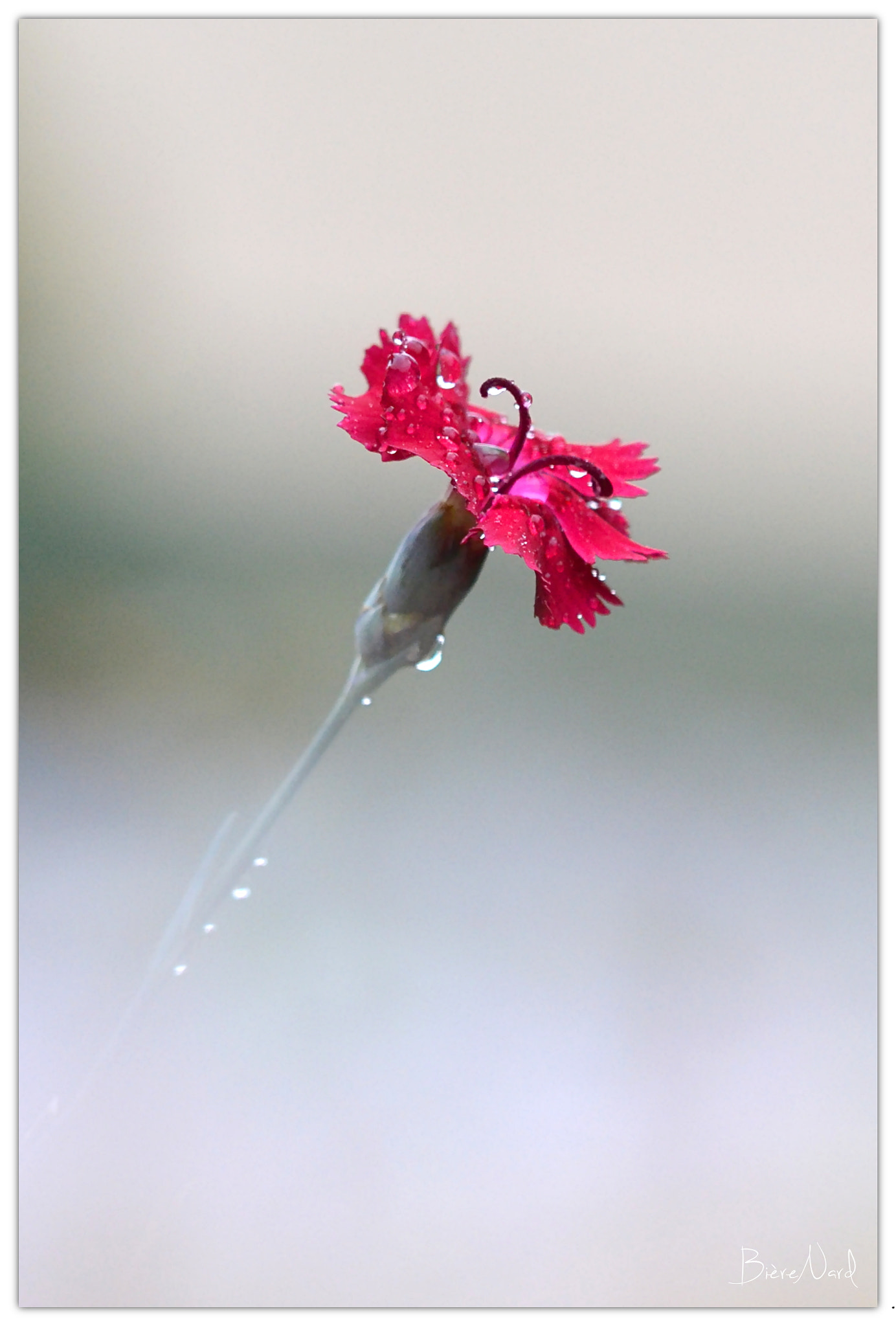 Nikon D3100 sample photo. Eyelet after the rain photography