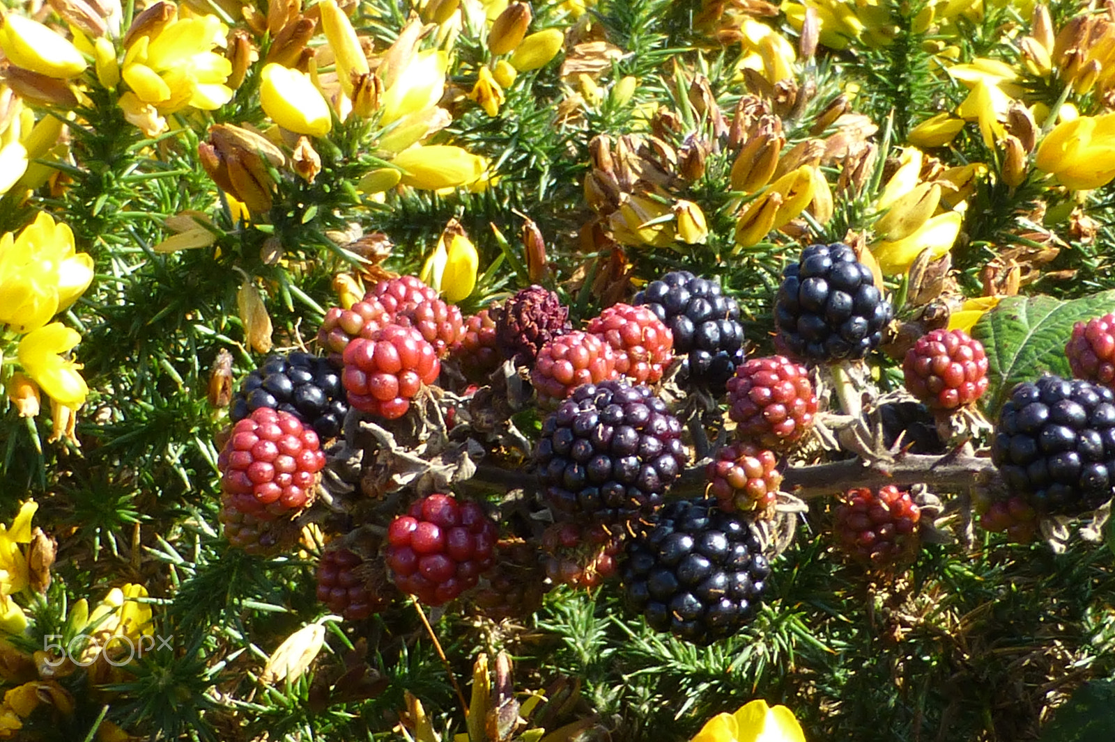 Panasonic DMC-TZ27 sample photo. Ripening blackberries in the late summer sun photography
