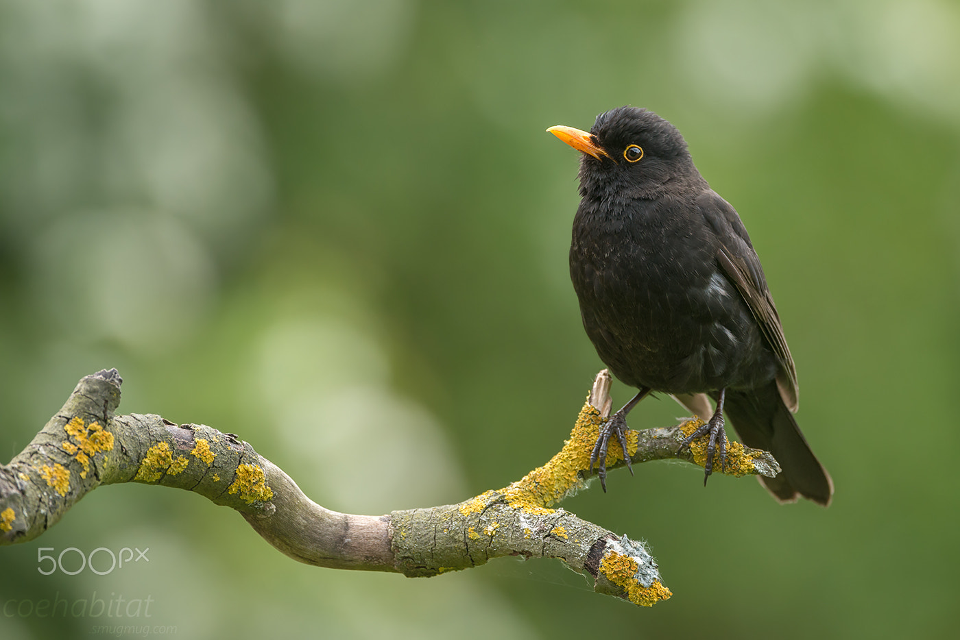 Nikon AF-S Nikkor 200-400mm F4G ED-IF VR sample photo. Blackbird on a stick photography