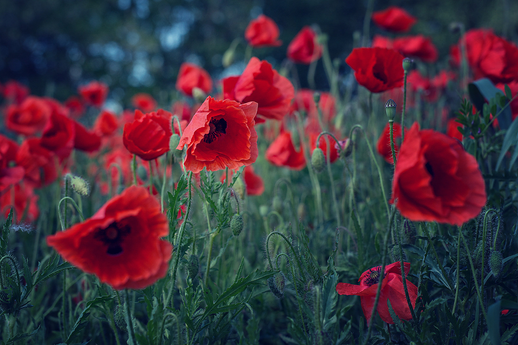 Nikon D5200 + Sigma 50mm F1.4 DG HSM Art sample photo. Poppies photography