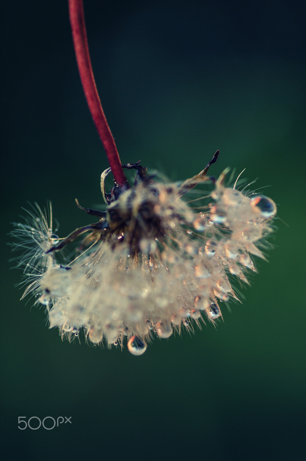 Pentax smc D-FA 100mm F2.8 Macro WR sample photo. Shake it off photography