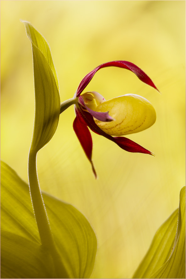 Sigma 50-500mm F4.5-6.3 DG OS HSM sample photo. Frauenschuh-orchidee photography