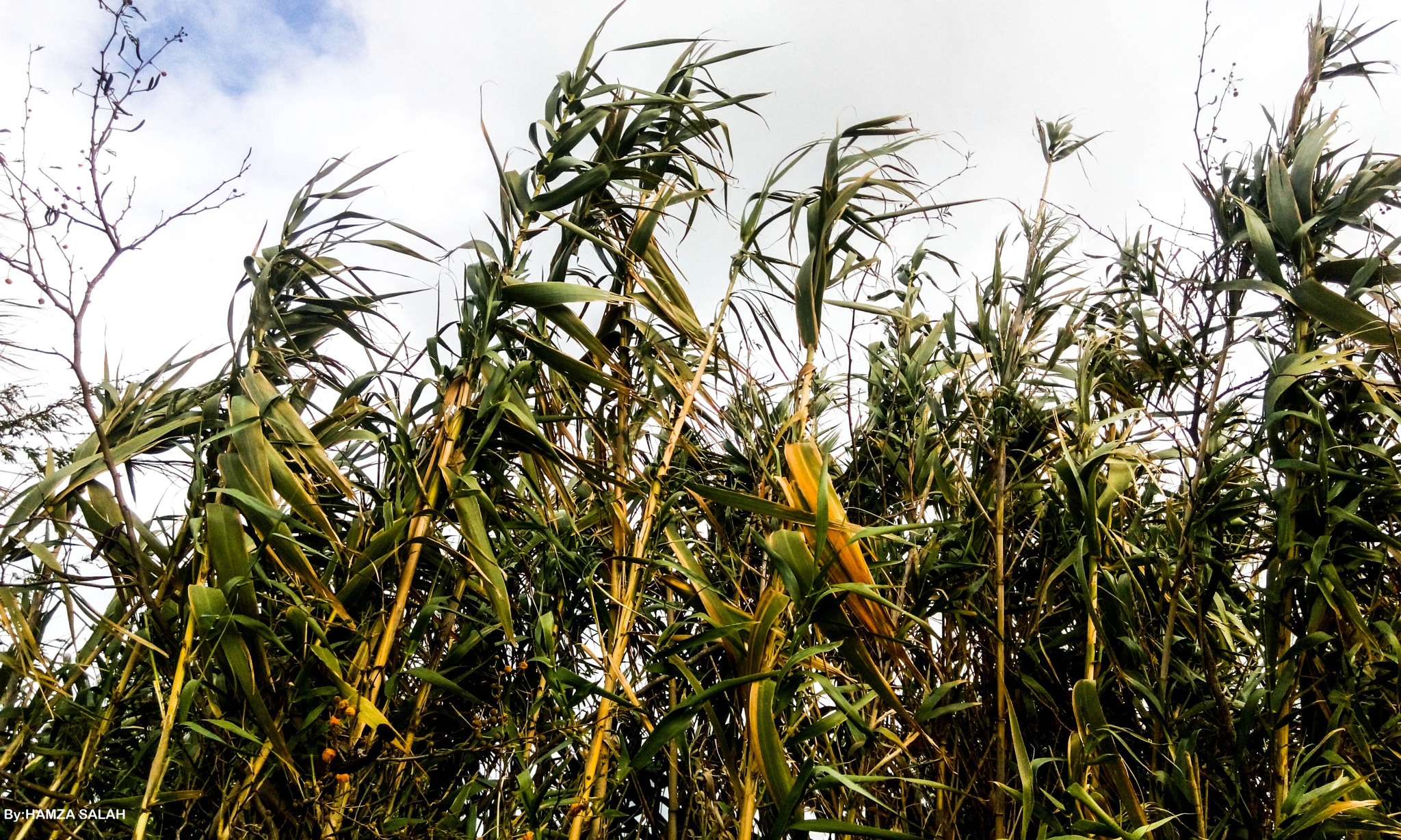 HTC DESIRE 816G DUAL SIM sample photo. Corn tree ! photography