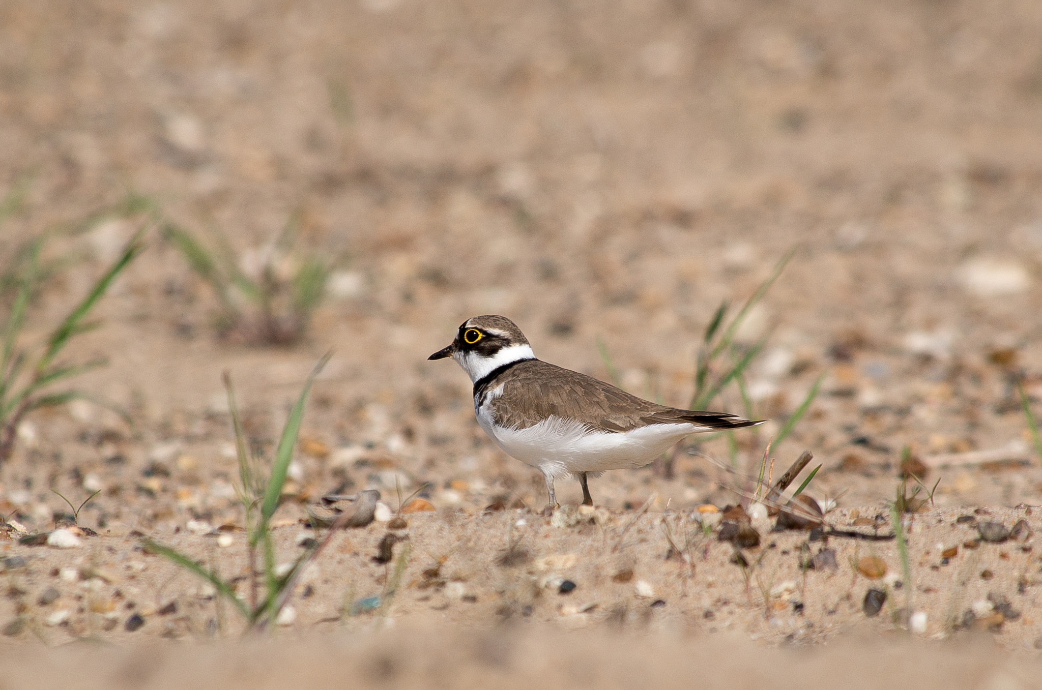 HD Pentax DA 55-300mm F4.0-5.8 ED WR sample photo. Little ringed plover // charadrius dubius photography