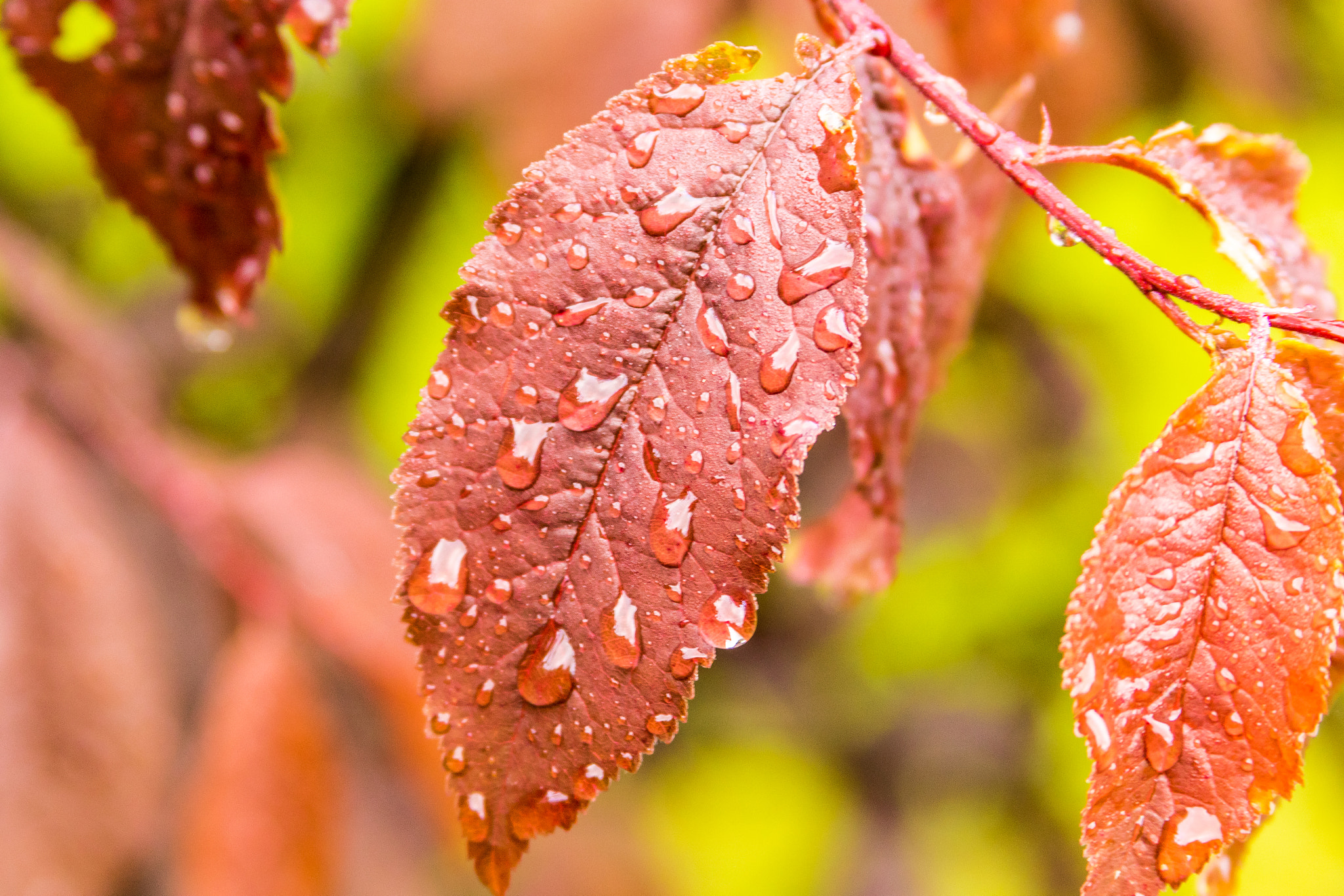 Canon EF 28-135mm F3.5-5.6 IS USM sample photo. Moist leaf photography