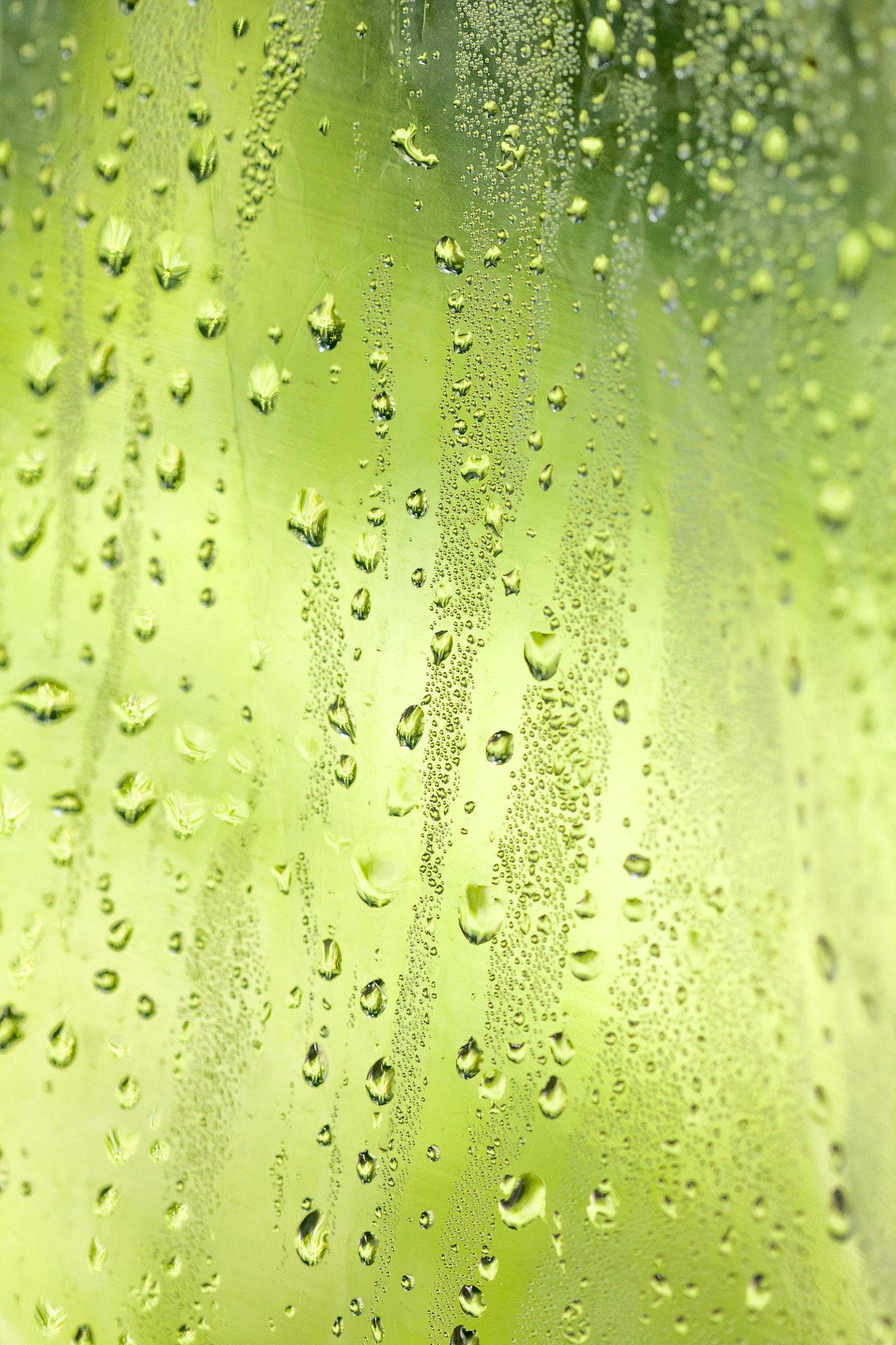 Canon EF 100mm F2.8 Macro USM sample photo. Summer rain photography