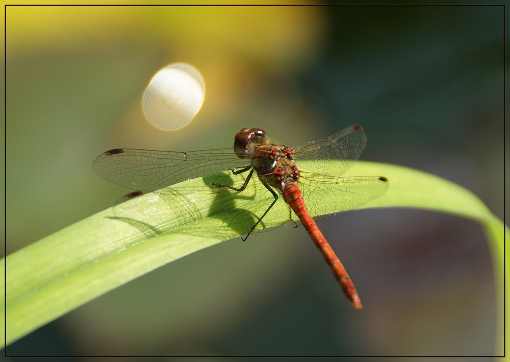 Sony Alpha DSLR-A290 sample photo. Moonstruck photography