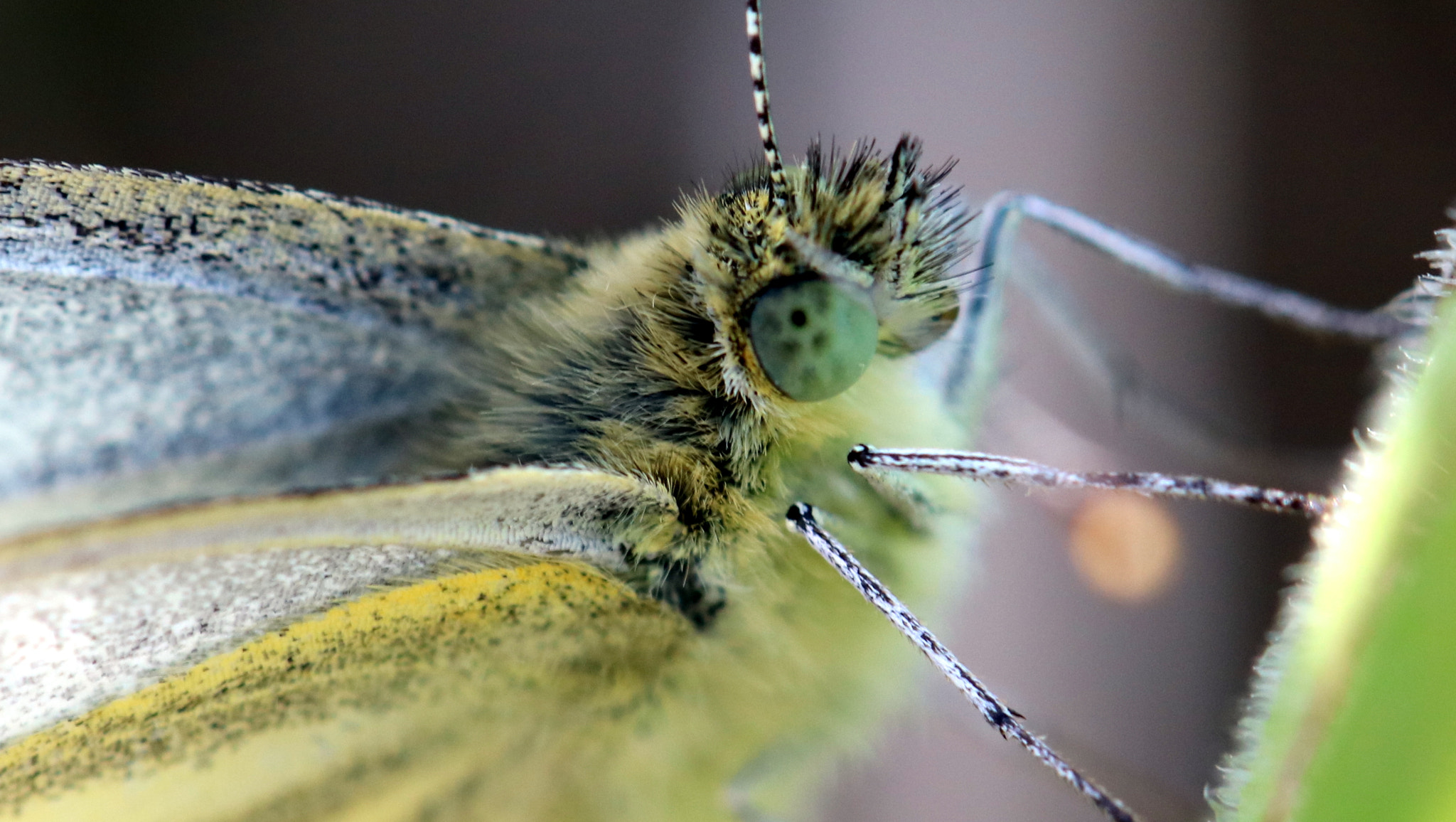 Canon EOS 750D (EOS Rebel T6i / EOS Kiss X8i) + Canon EF 100mm F2.8L Macro IS USM sample photo. Insects photography