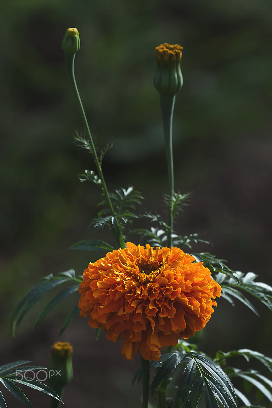 Nikon D80 sample photo. Marigold photography