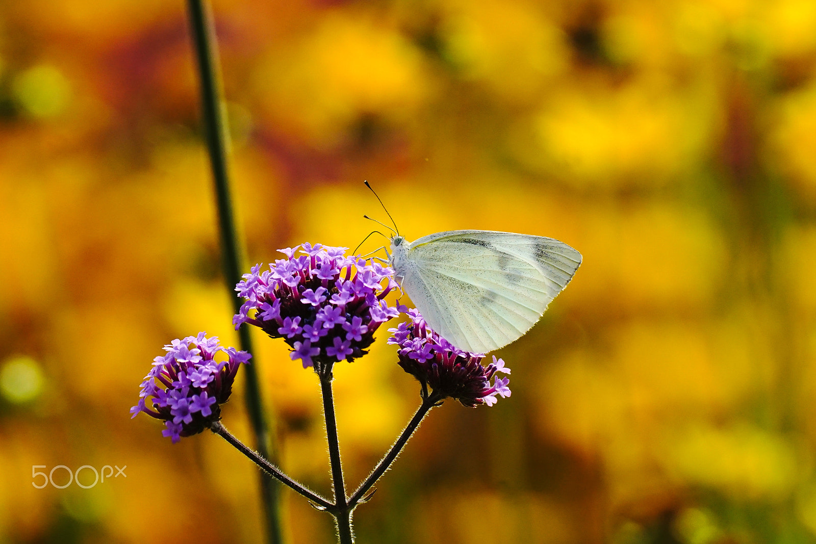 Sony ILCA-77M2 sample photo. The small white photography