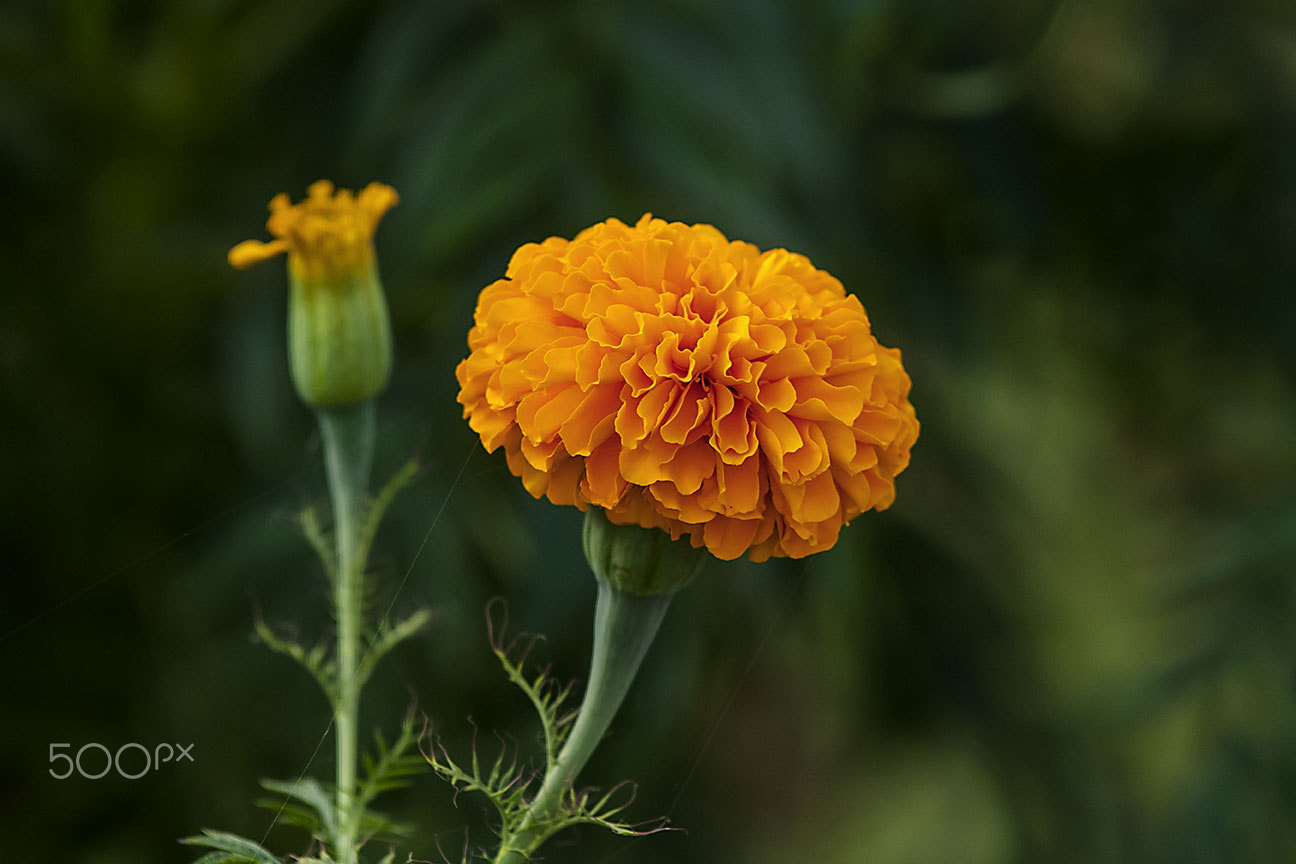 Nikon D80 sample photo. Marigold photography