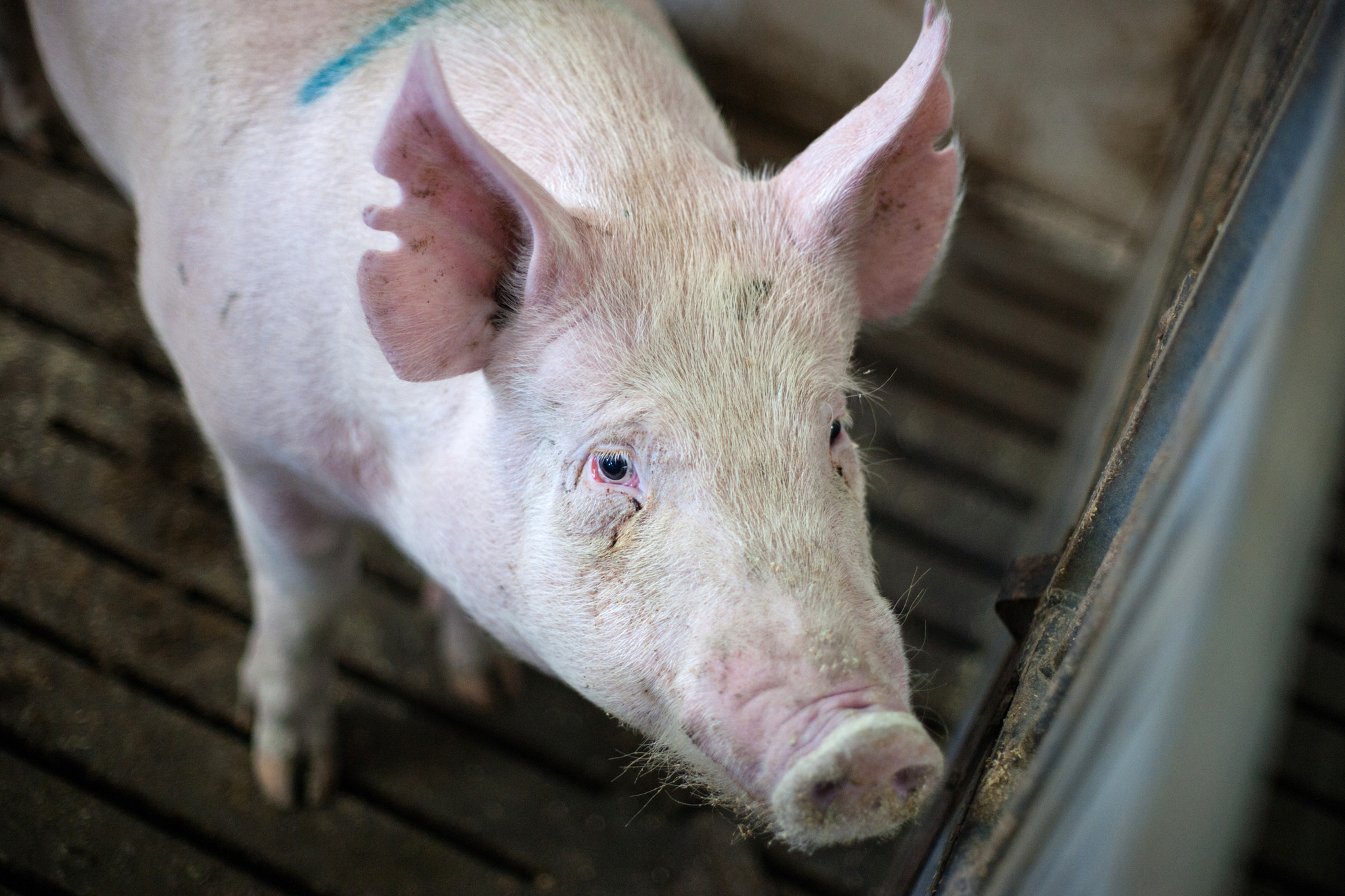 Sony Alpha DSLR-A900 + Sony 50mm F1.4 sample photo. Hairy pig at a farm stable photography