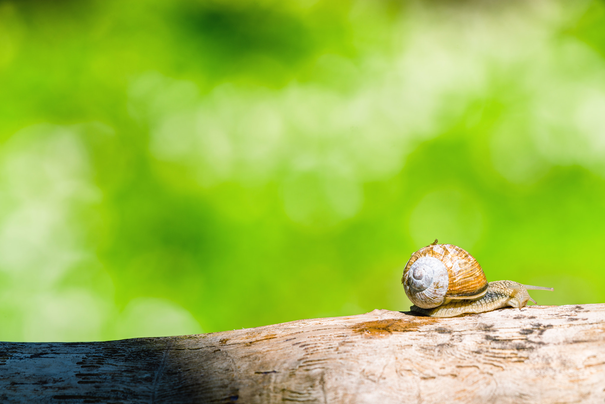 Sony a7R + Sony 70-400mm F4-5.6 G SSM II sample photo. Snail on a branch in a green forest photography