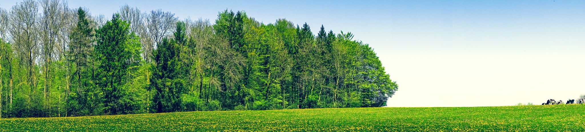 Sony a7R + Minolta AF 50mm F1.4 [New] sample photo. Dandelion field in the summer photography
