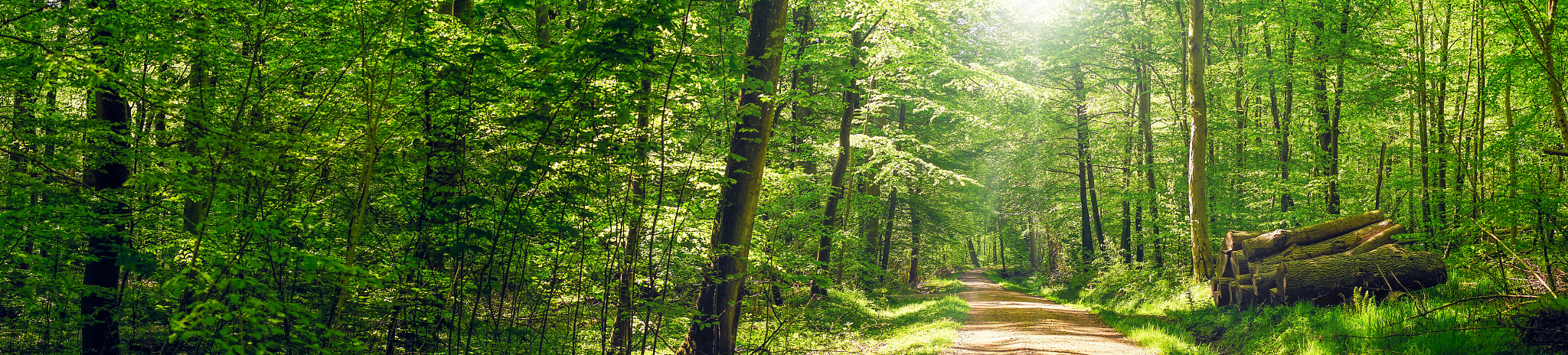 Sony a7R + Minolta AF 50mm F1.4 [New] sample photo. Road going through a green forest photography