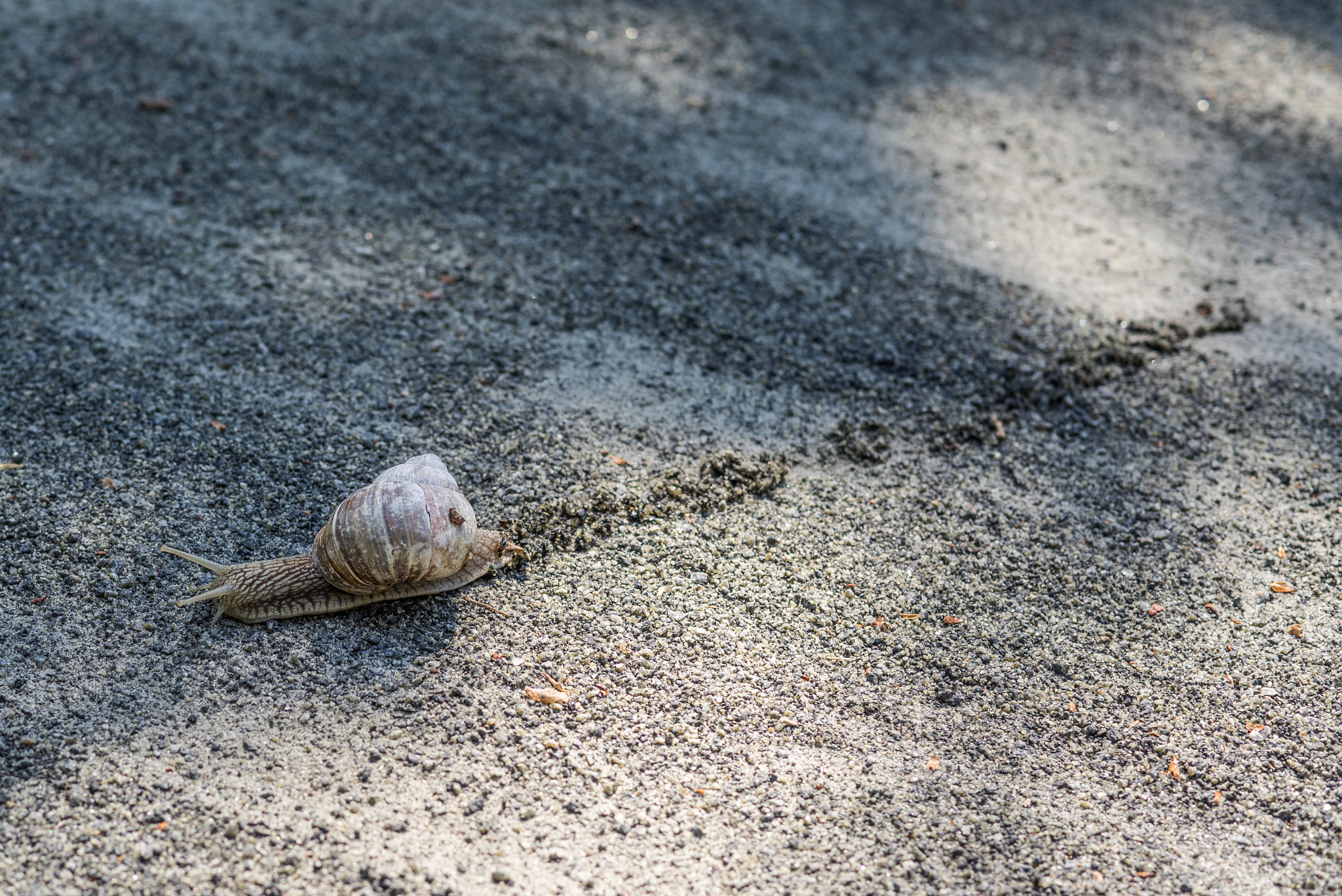 Sony a7R + Sony 50mm F1.4 sample photo. Lonely snail leaving a track photography