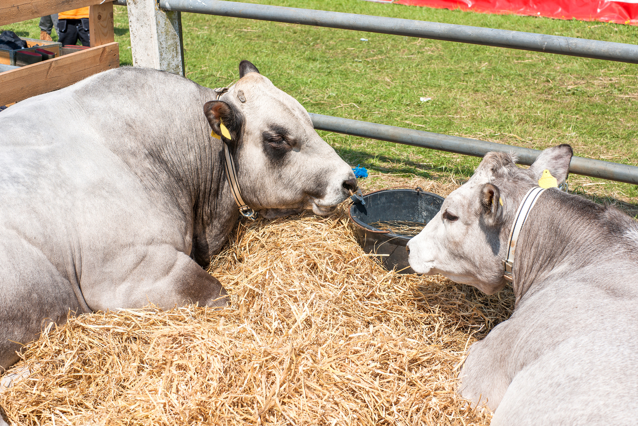 Sony Alpha DSLR-A900 + Sony 50mm F1.4 sample photo. Catttle lying in hay photography