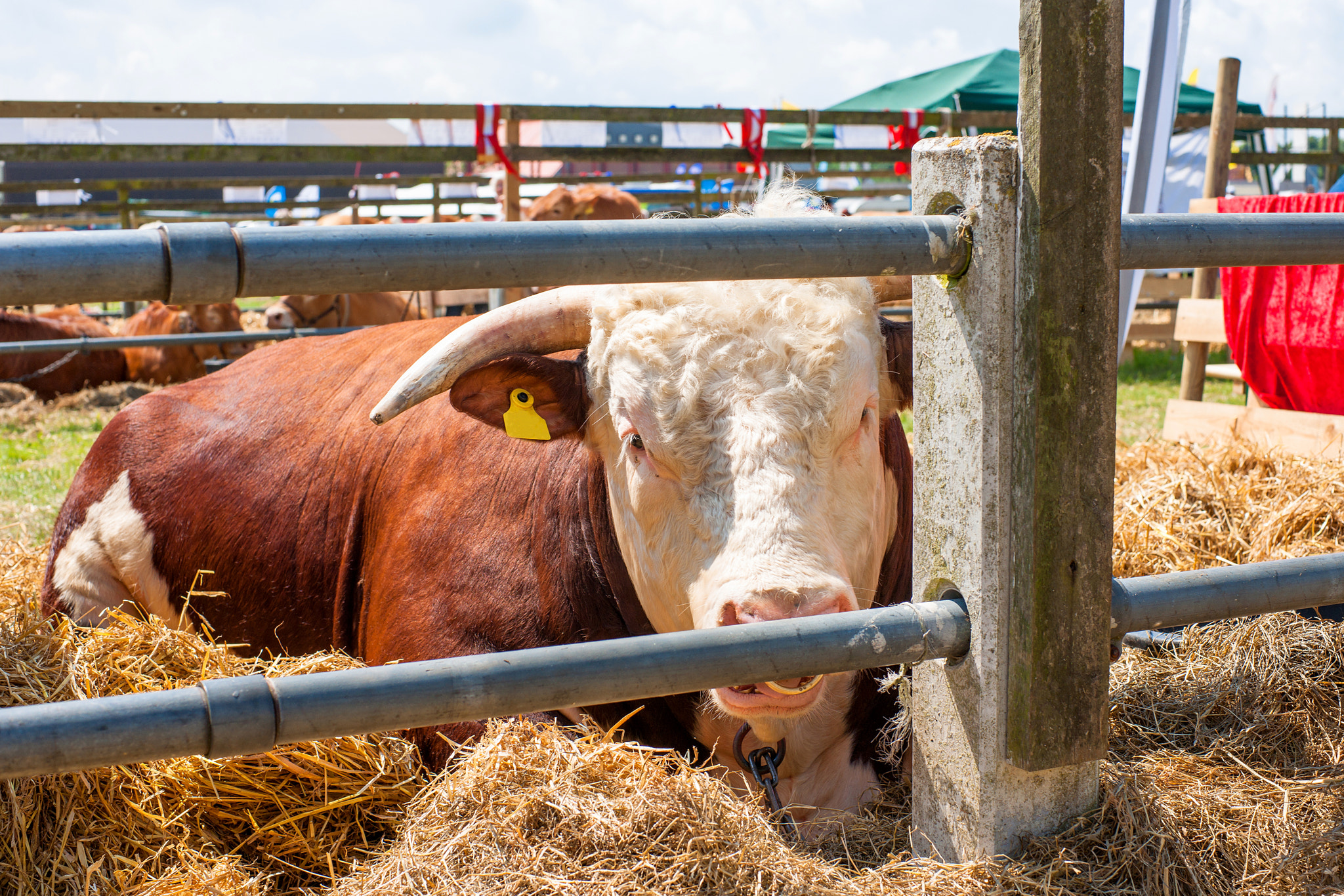 Sony Alpha DSLR-A900 + Sony 50mm F1.4 sample photo. Hereford bull resting in hay photography