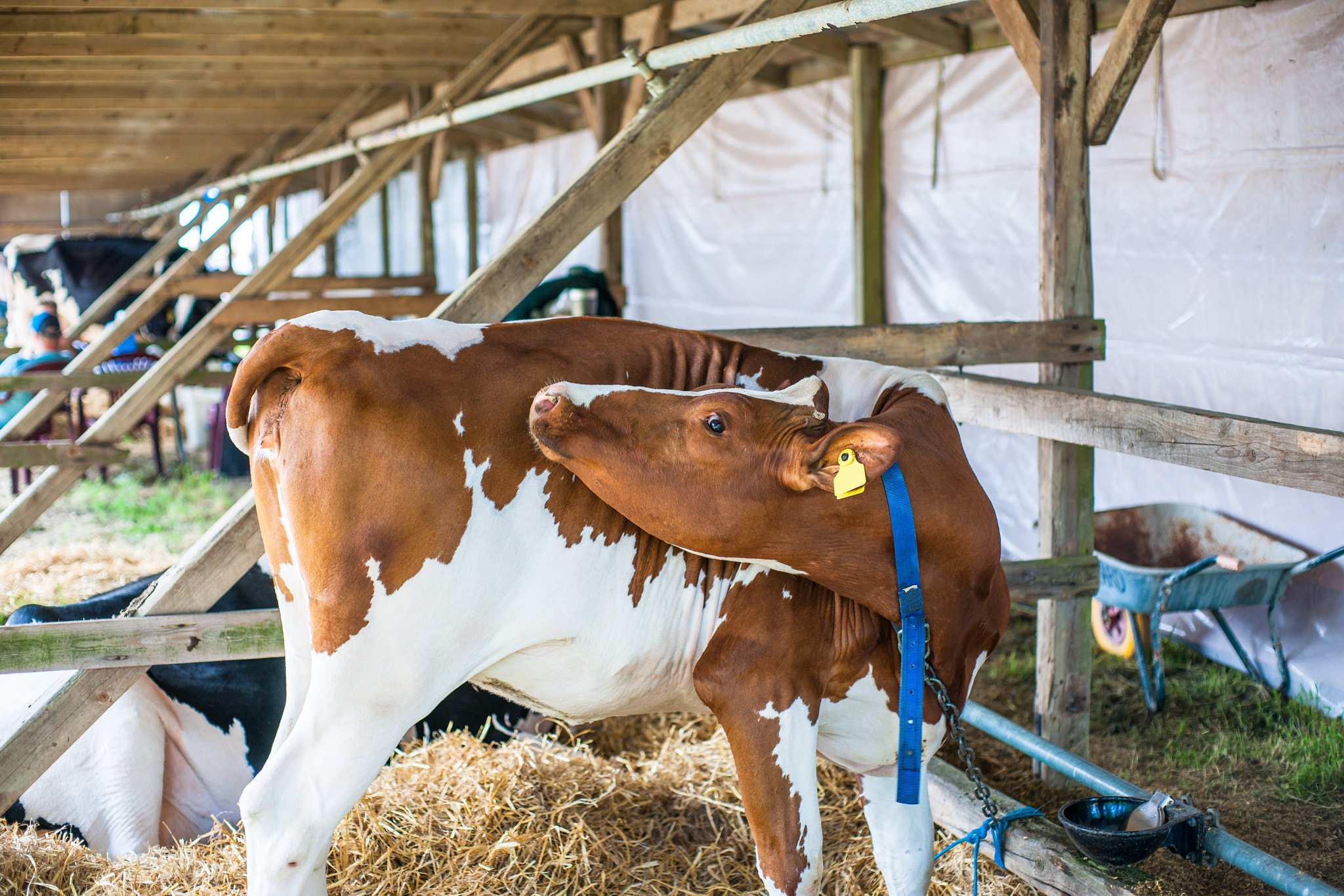 Sony Alpha DSLR-A900 + Sony 50mm F1.4 sample photo. Cow standing in an outdoor stable photography