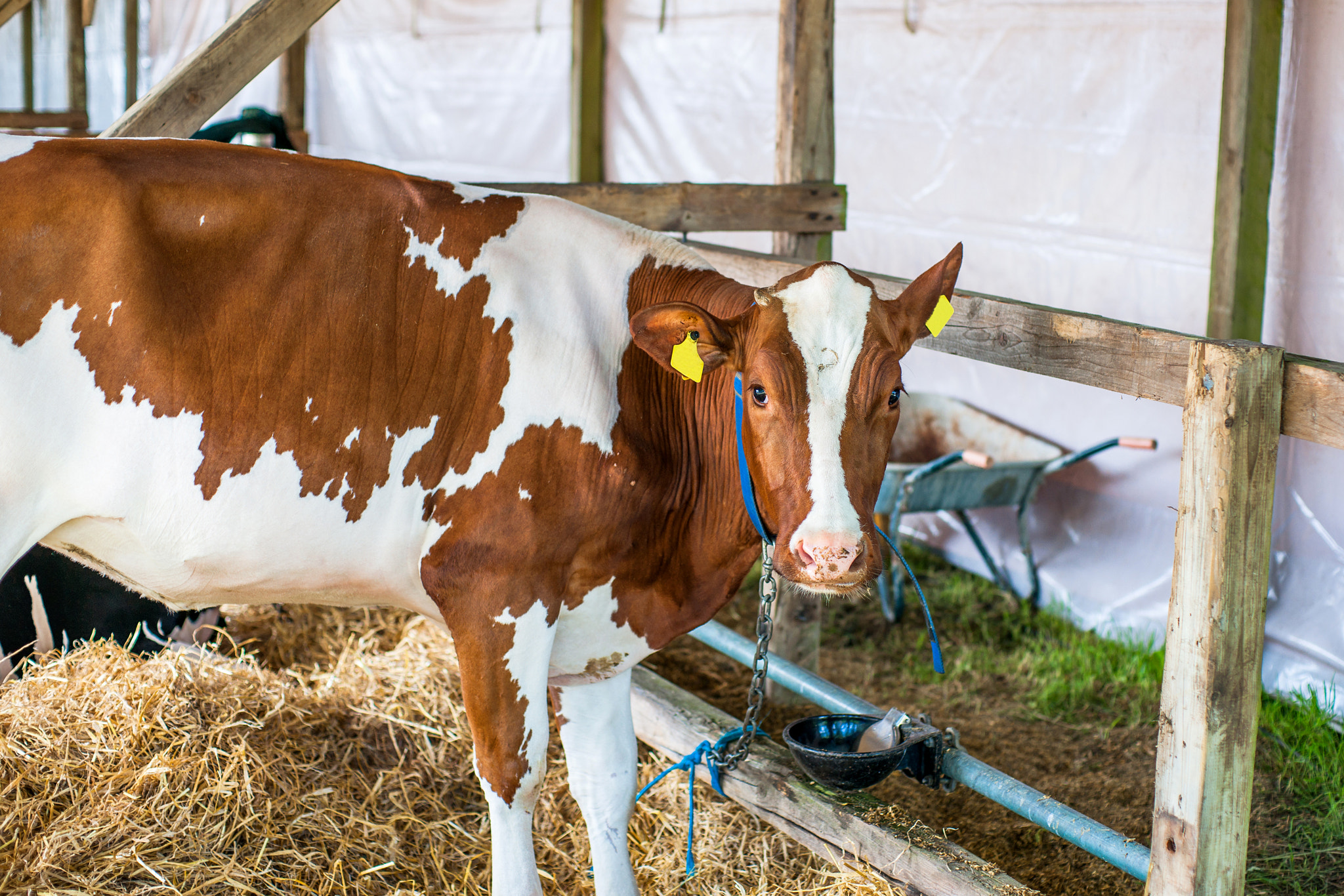 Sony Alpha DSLR-A900 + Sony 50mm F1.4 sample photo. Cow in a stable with hay photography