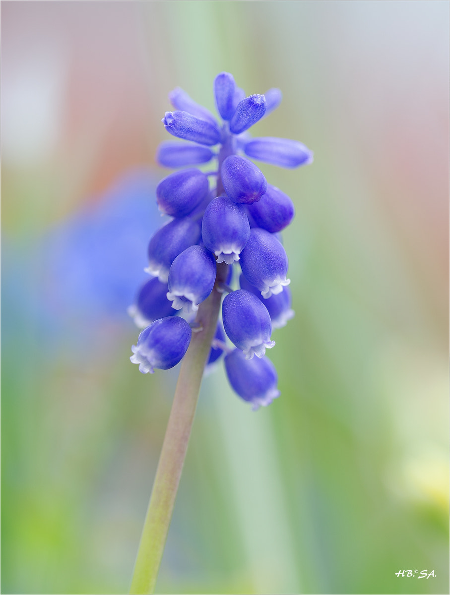 Sigma 150mm F2.8 EX DG OS Macro HSM sample photo. Blümchen photography