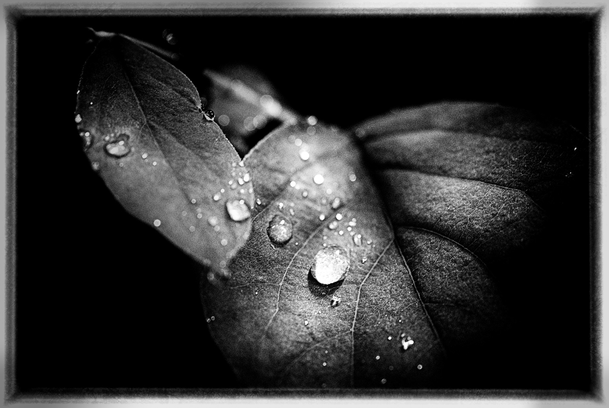 Sigma 50mm F2.8 EX DG Macro sample photo. Nervures photography