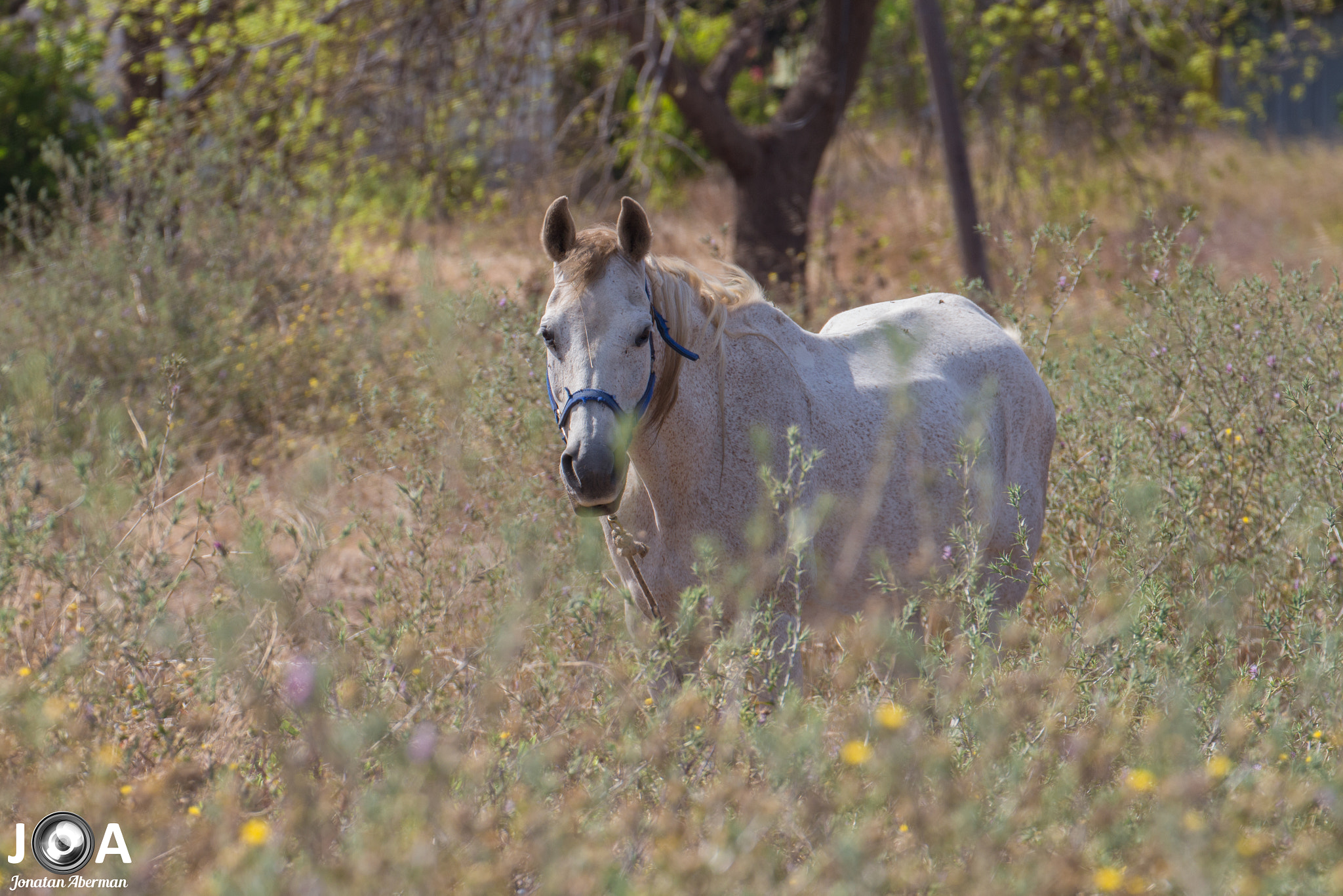 Canon EF 70-300mm F4-5.6L IS USM sample photo. Untitled  photography