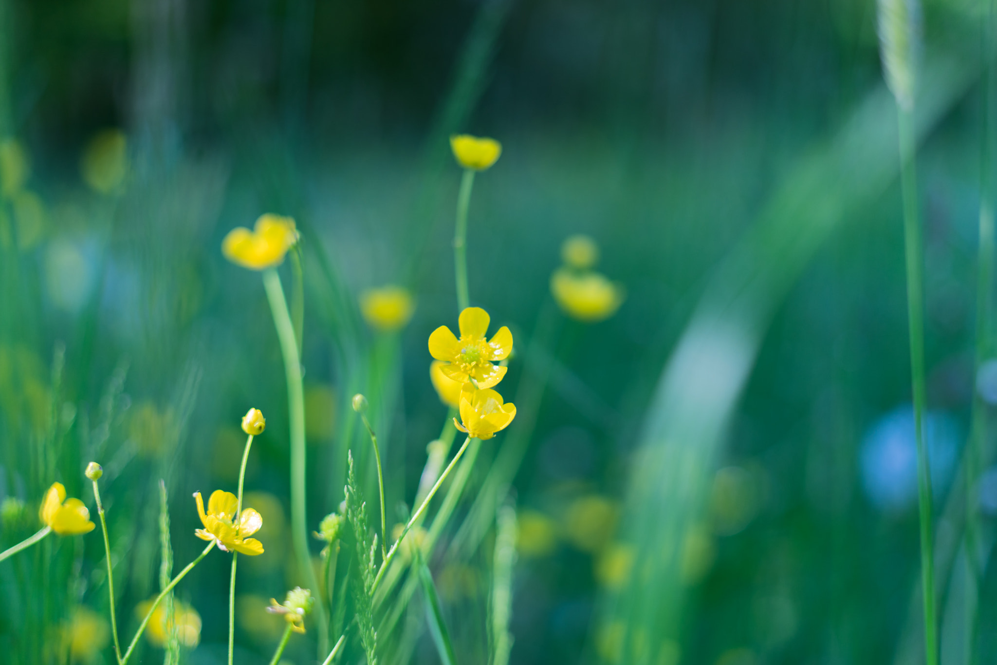 E 50mm F2 sample photo. Flowers army photography