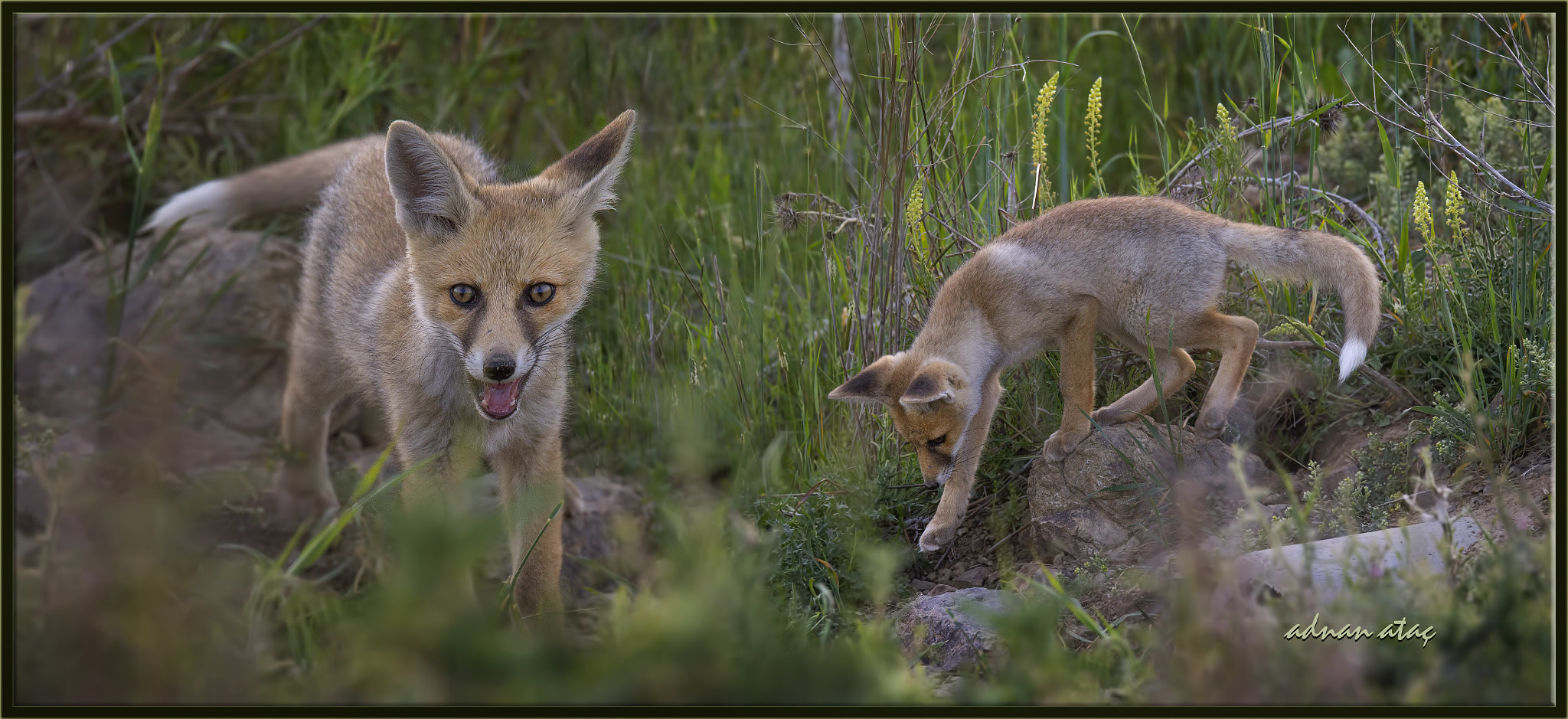 Sigma 150-600mm F5-6.3 DG OS HSM | S sample photo. Tilki yavruları - fox cubs - young of fox photography
