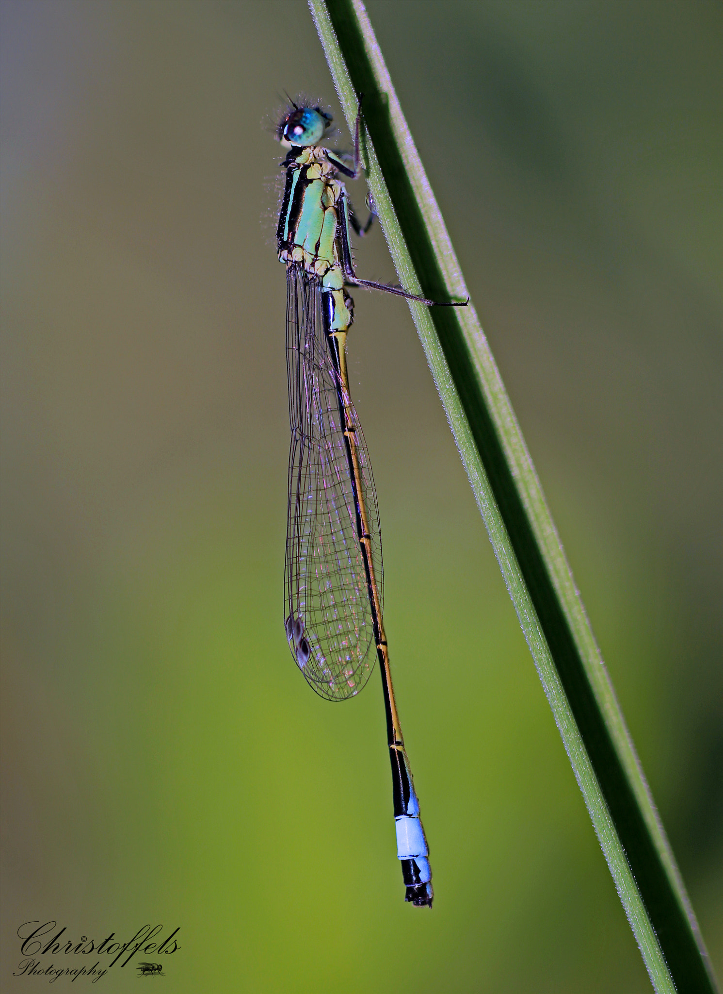 Canon EOS 60D + Sigma 70mm F2.8 EX DG Macro sample photo. Green blue photography