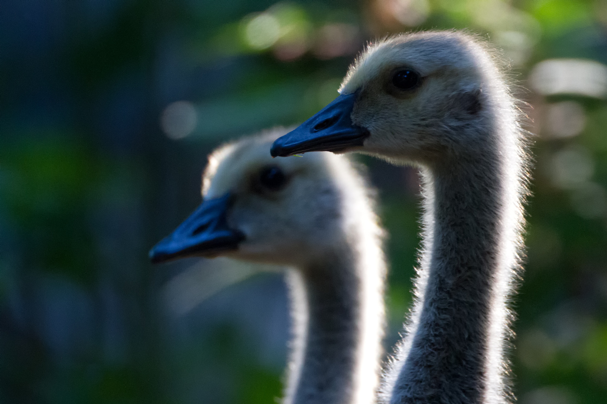Canon EOS 7D + Canon EF 500mm F4L IS USM sample photo. Goslings photography