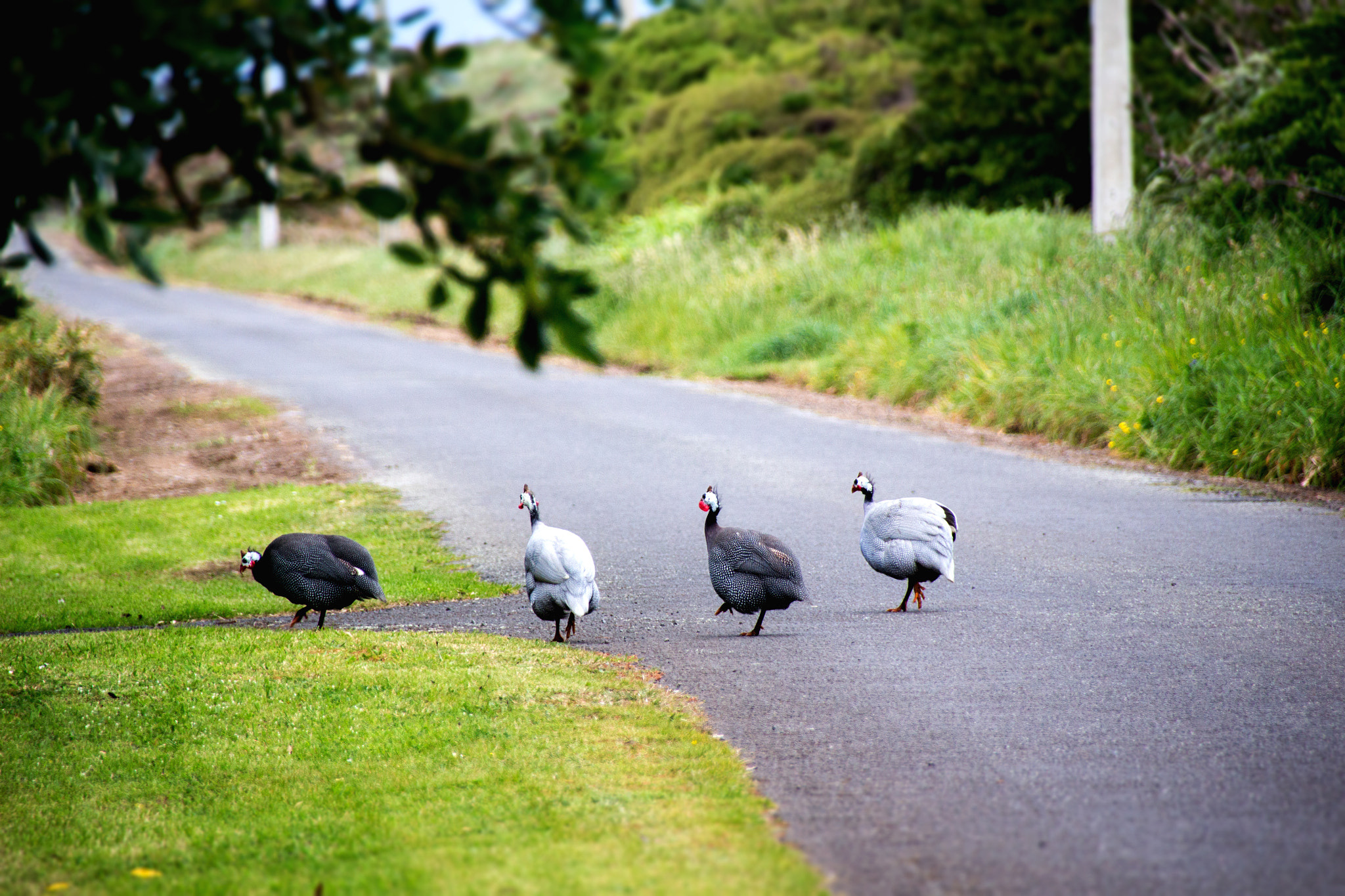 Sigma 18-250mm F3.5-6.3 DC OS HSM sample photo. Follow the leader photography
