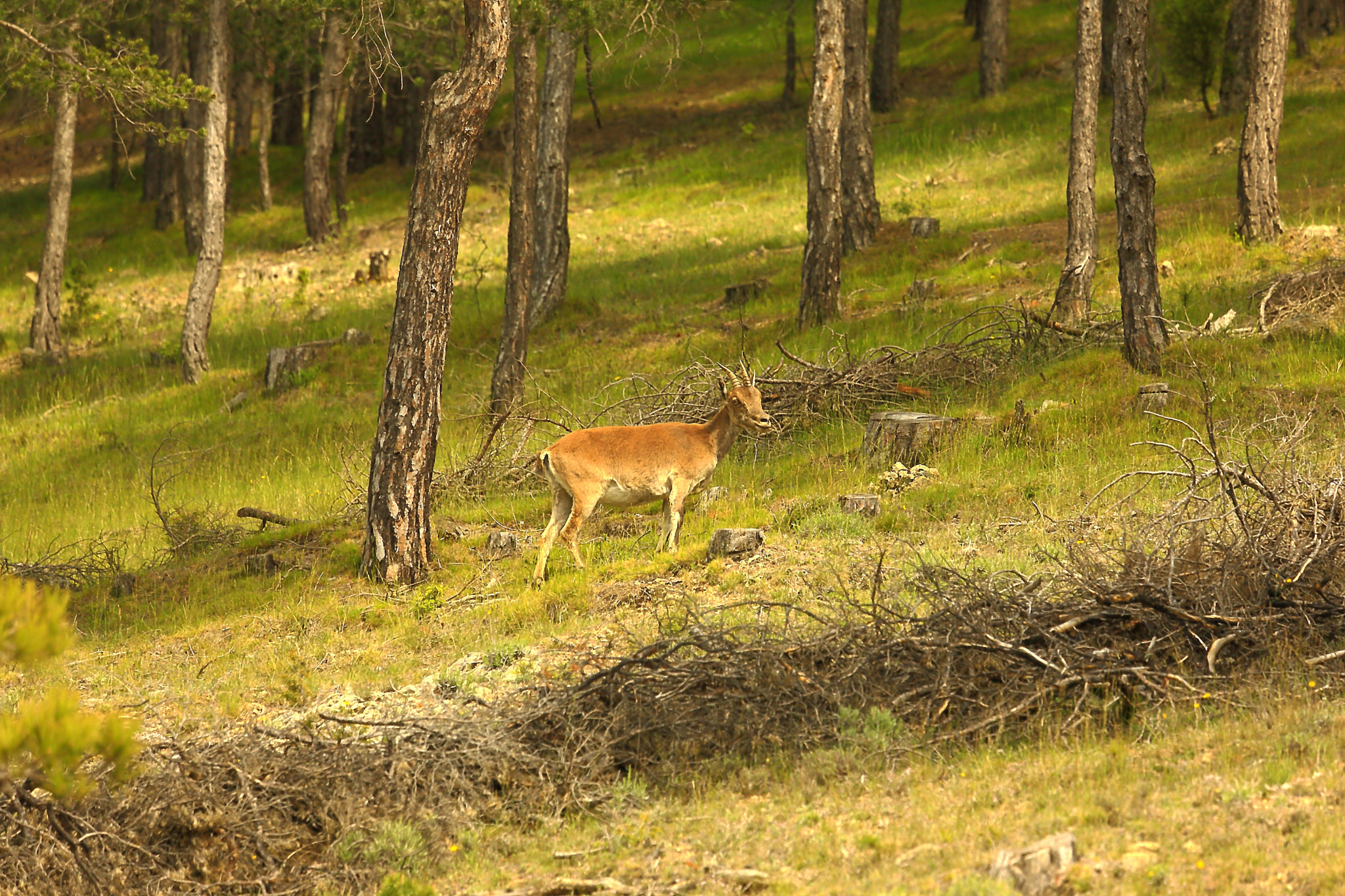 Canon EOS-1Ds Mark III + Canon EF 70-200mm F4L IS USM sample photo. Mountain king photography