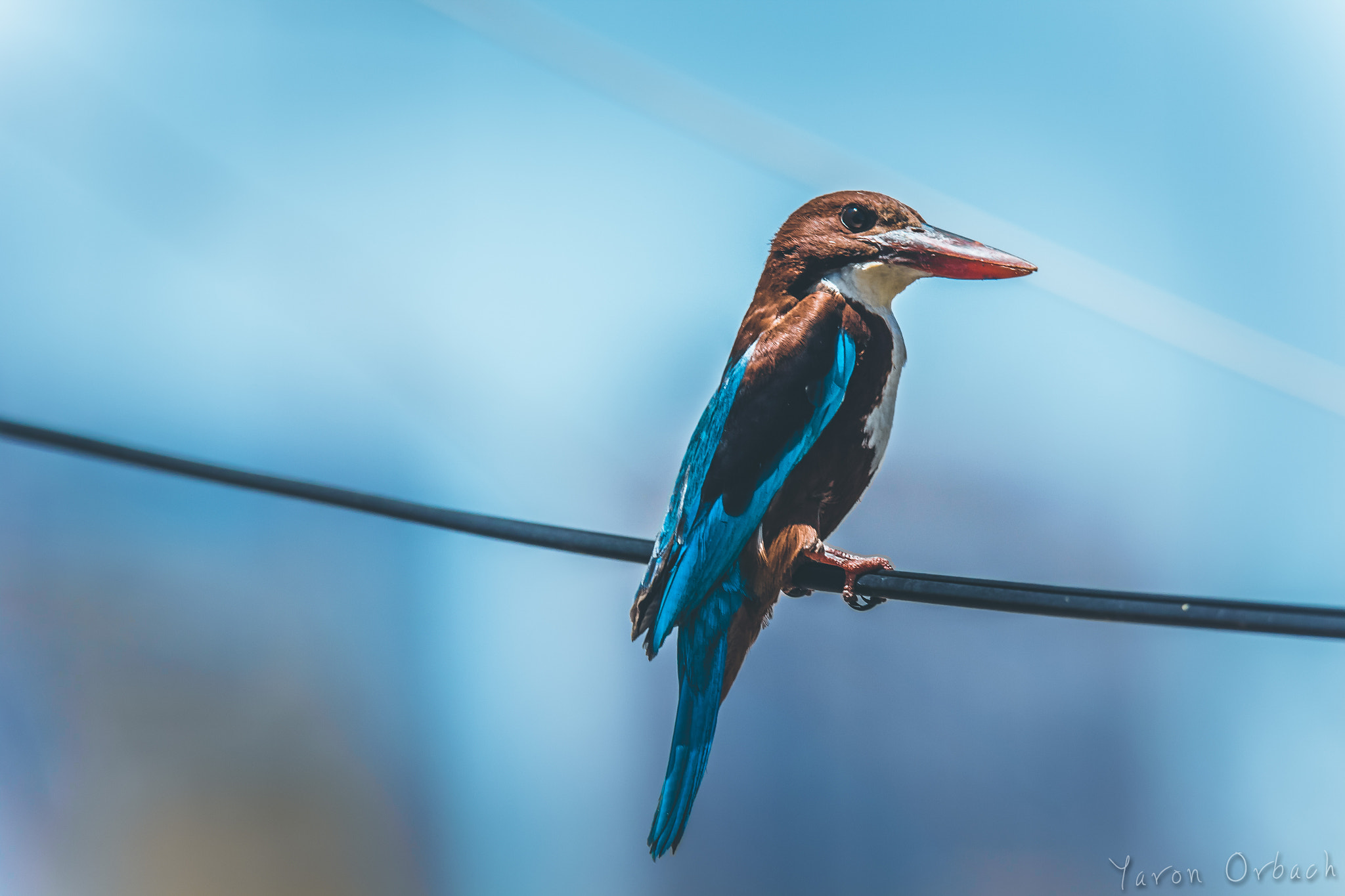 Canon EOS 650D (EOS Rebel T4i / EOS Kiss X6i) sample photo. Blue bird photography